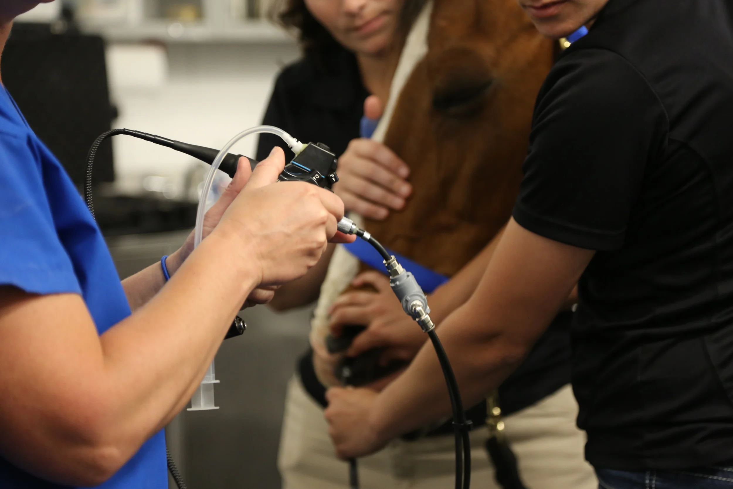 Diagnostic Imaging — Palmetto Equine Veterinary Services