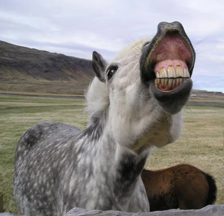 horse_teeth1.jpg