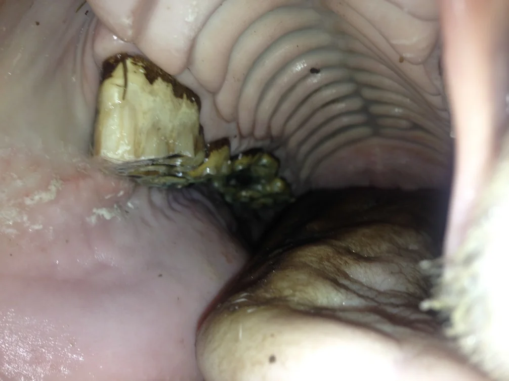 horse dental.jpg