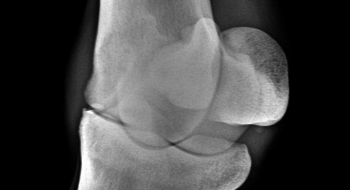 fetlock2.jpg