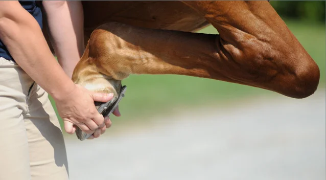 flexion.jpg