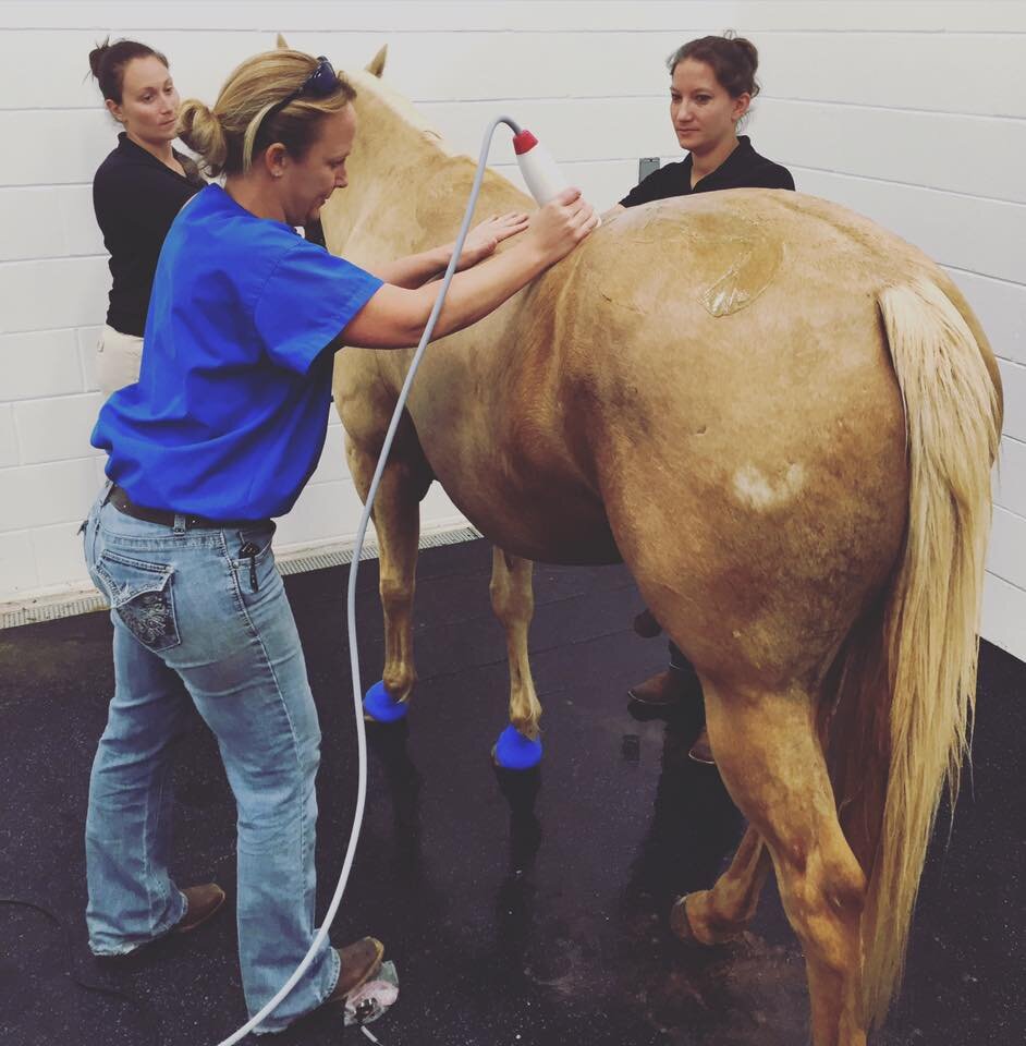 Staff — Palmetto Equine Veterinary Services
