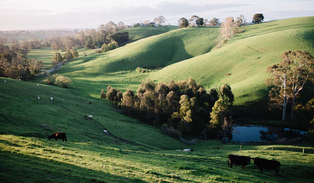 The Poowong hills surrounding Tamsin Carvan's Gippsland property. IMAGE: Brenner Lowe .
