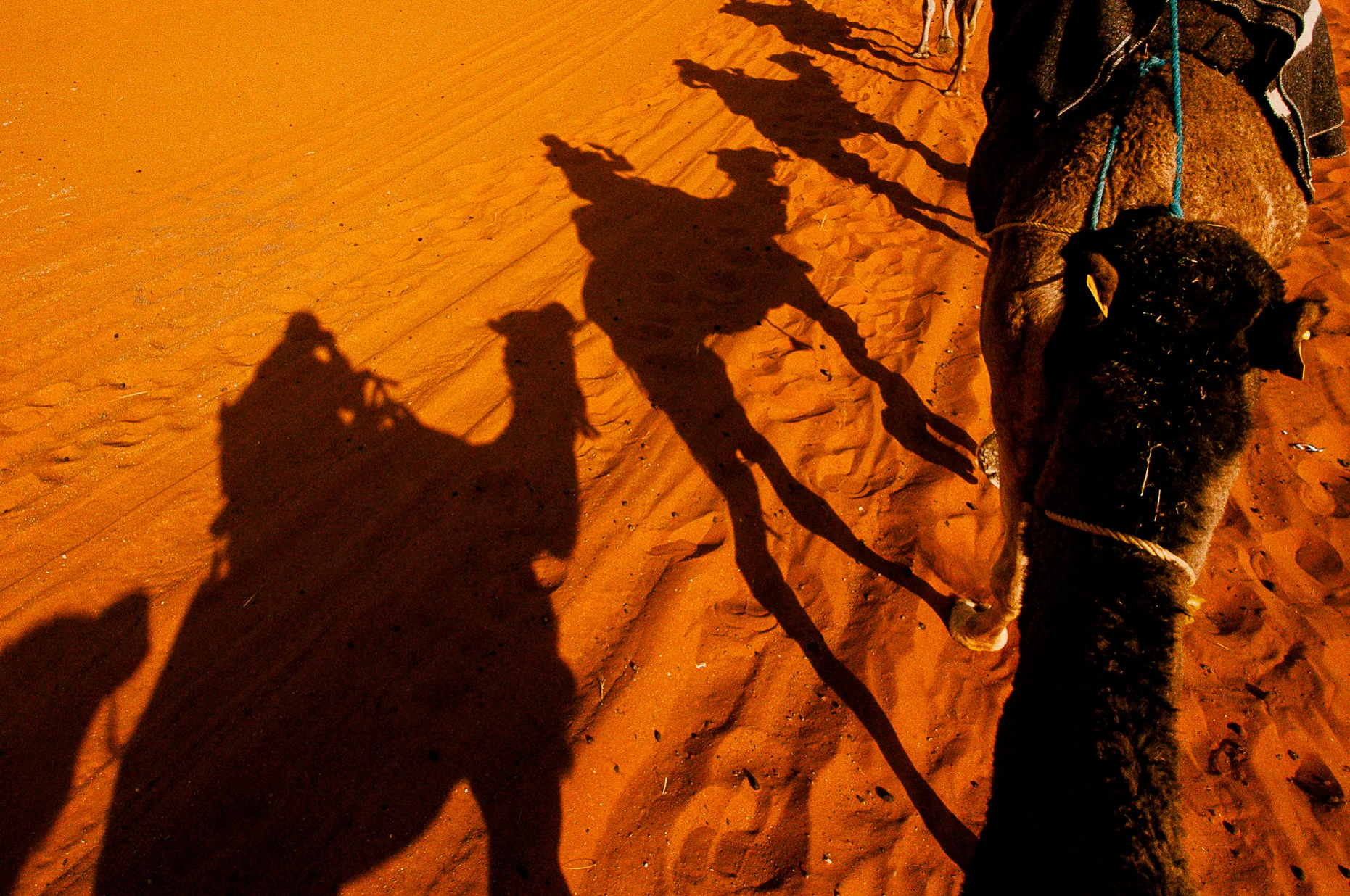 A 1 hour camel trek to camp.