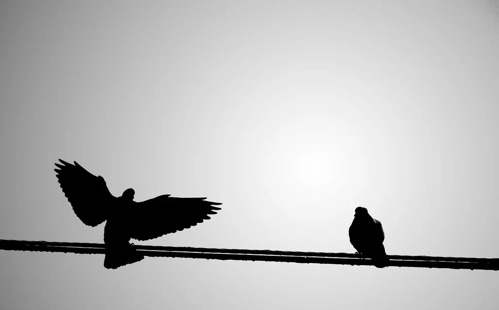 Freebird on wire_5240808915_l.jpg
