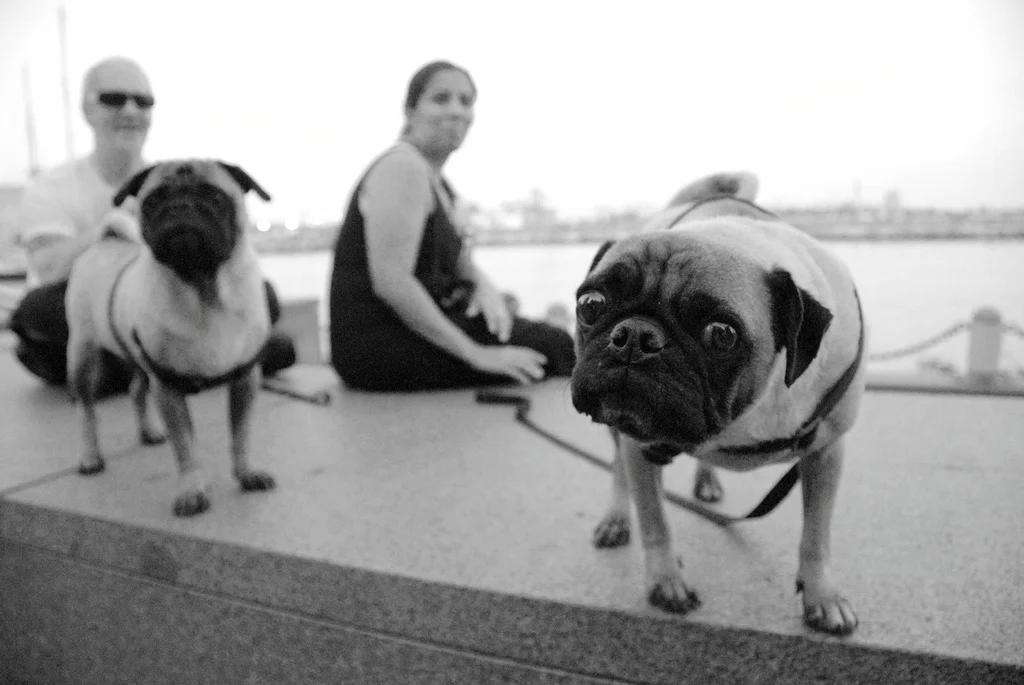 the pugsjpg_1324923987_l.jpg