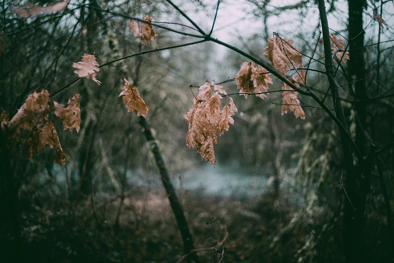 Into the Woods 060.jpg