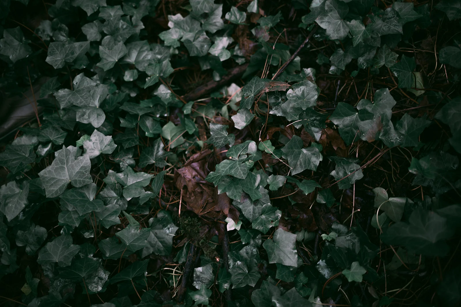 English Ivy Class 015.jpg