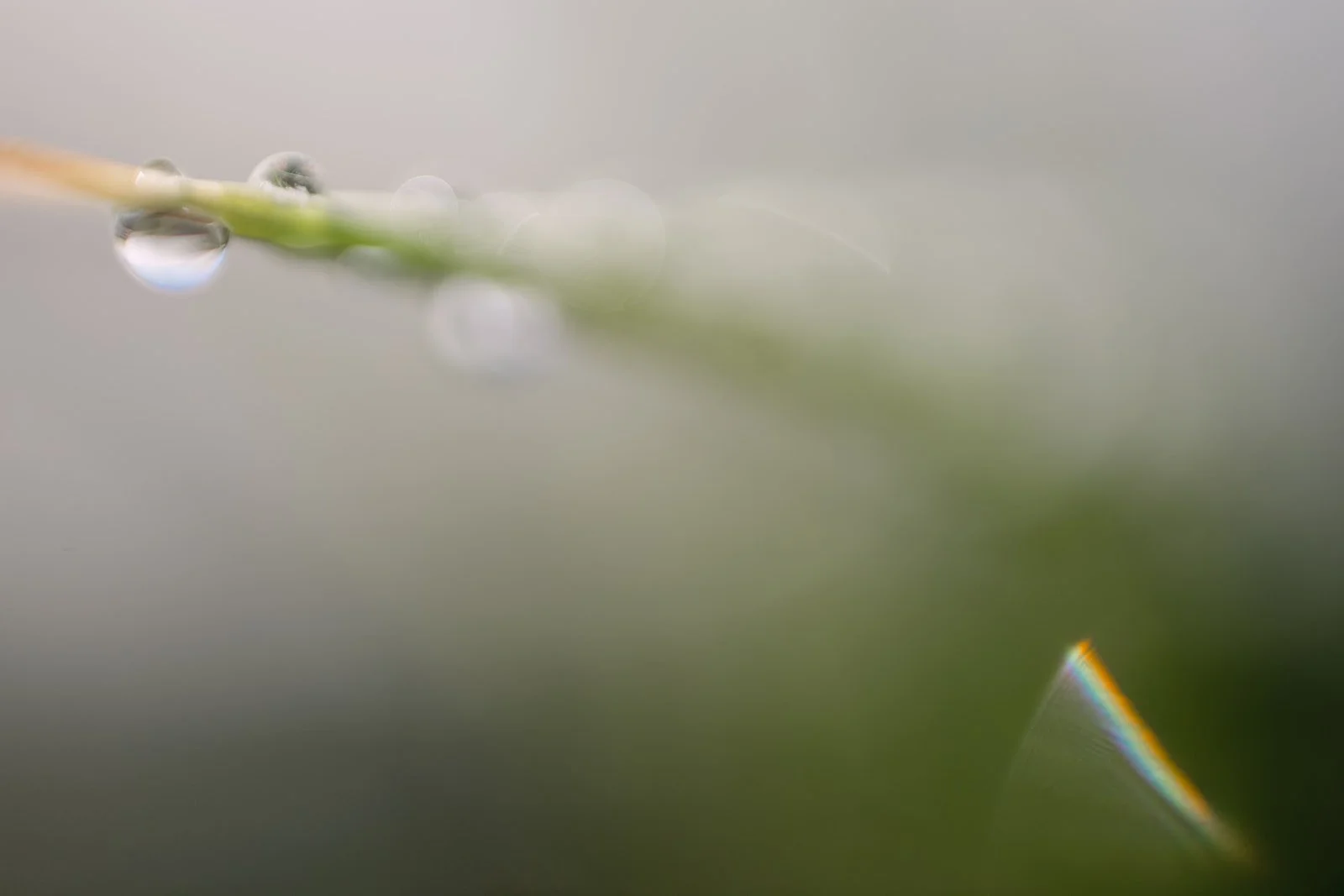 Spring Planting in the Greenhouse with Rewild Portland