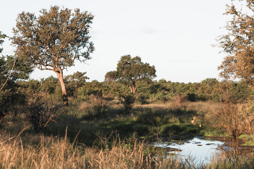 Safari Landscape Water Pond in Africa