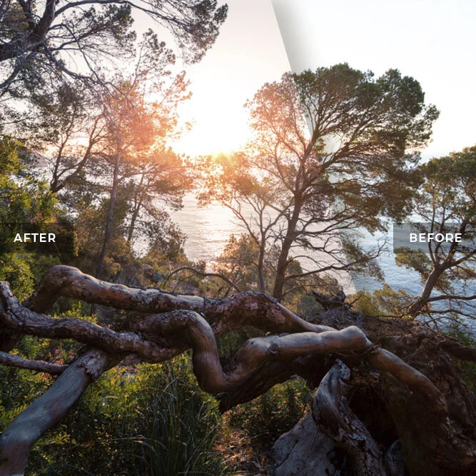 Trees and Branches covered Sunset