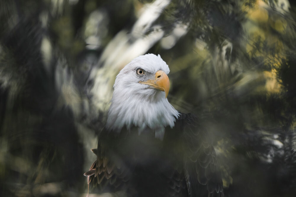 Portrait of Eagle