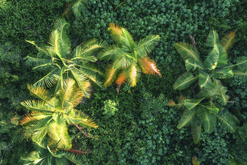 Tropical Green Palms from an Aerial Perspective