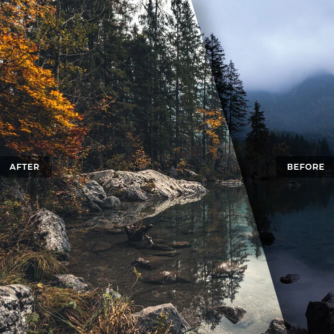 Moody and Dramatic Forest