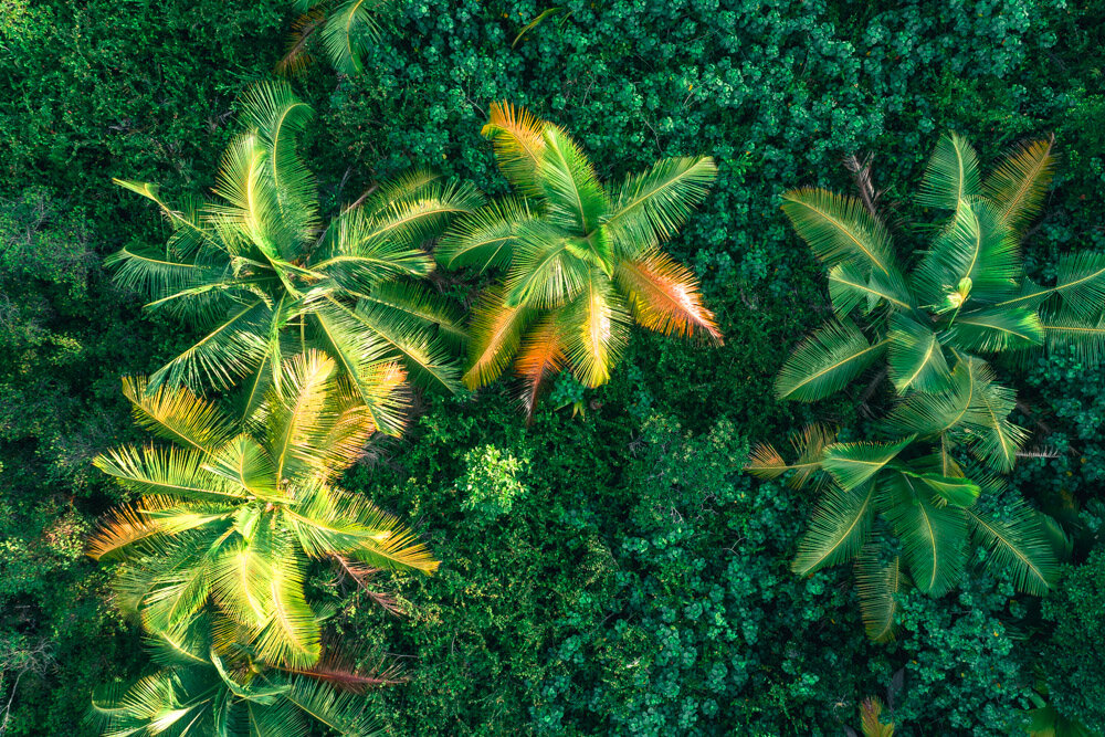 Tropical Green Palm - Drone Photography 
