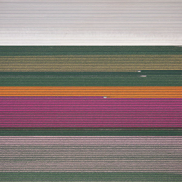 leveled-tulips_grid.jpg