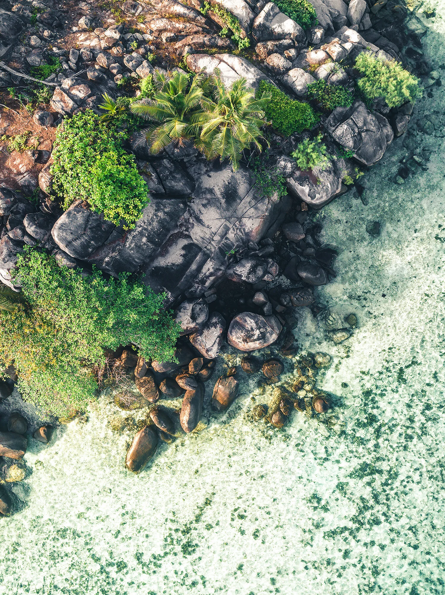 Tropical_Dream_2.jpg