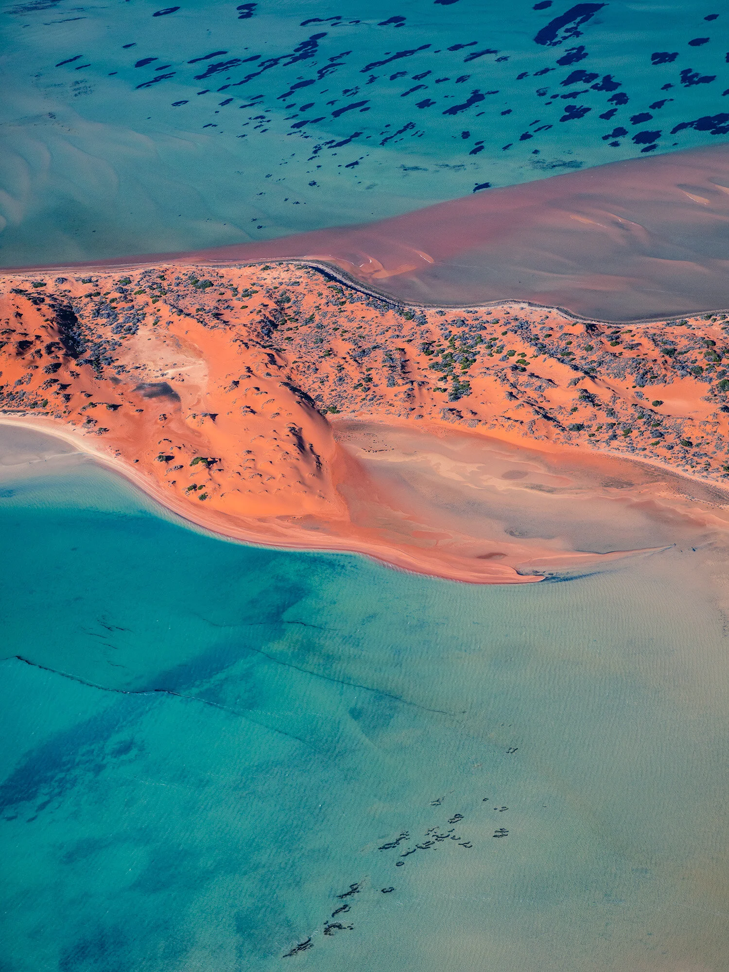 Shark-Bay_2.jpg