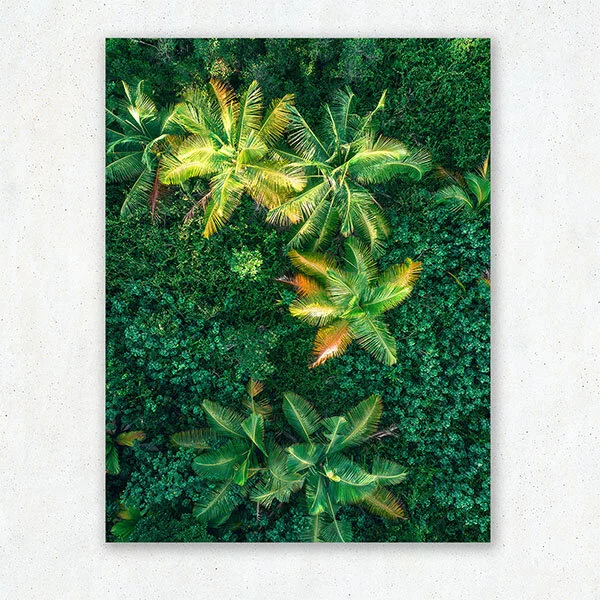 Palms_1_low.jpg