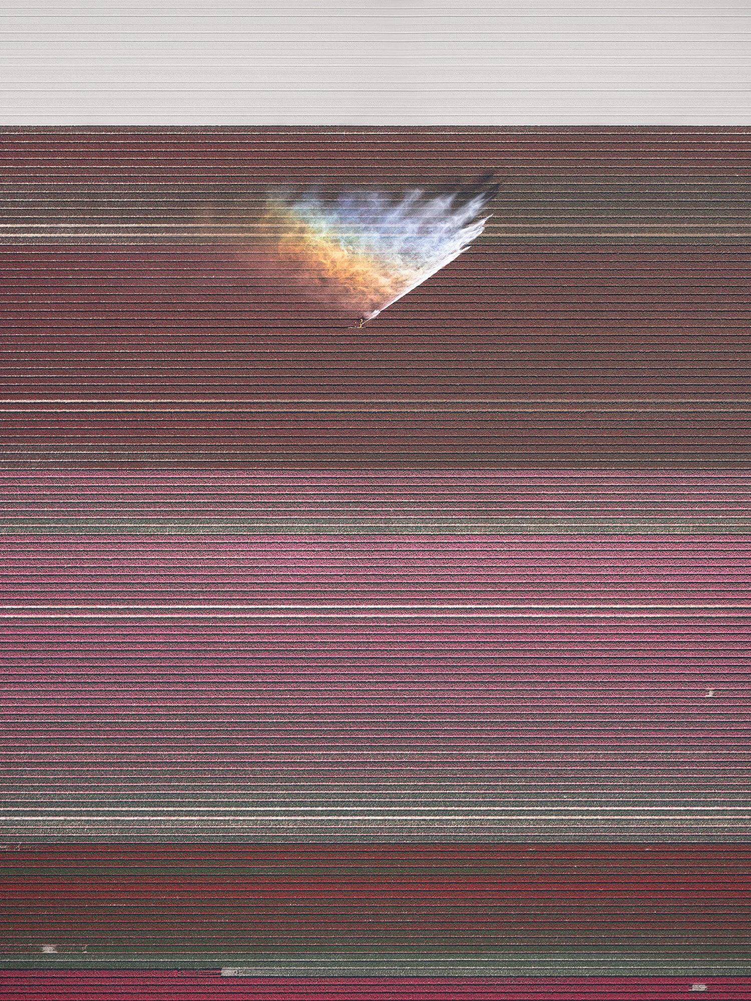 In-Full-Bloom_2.jpg