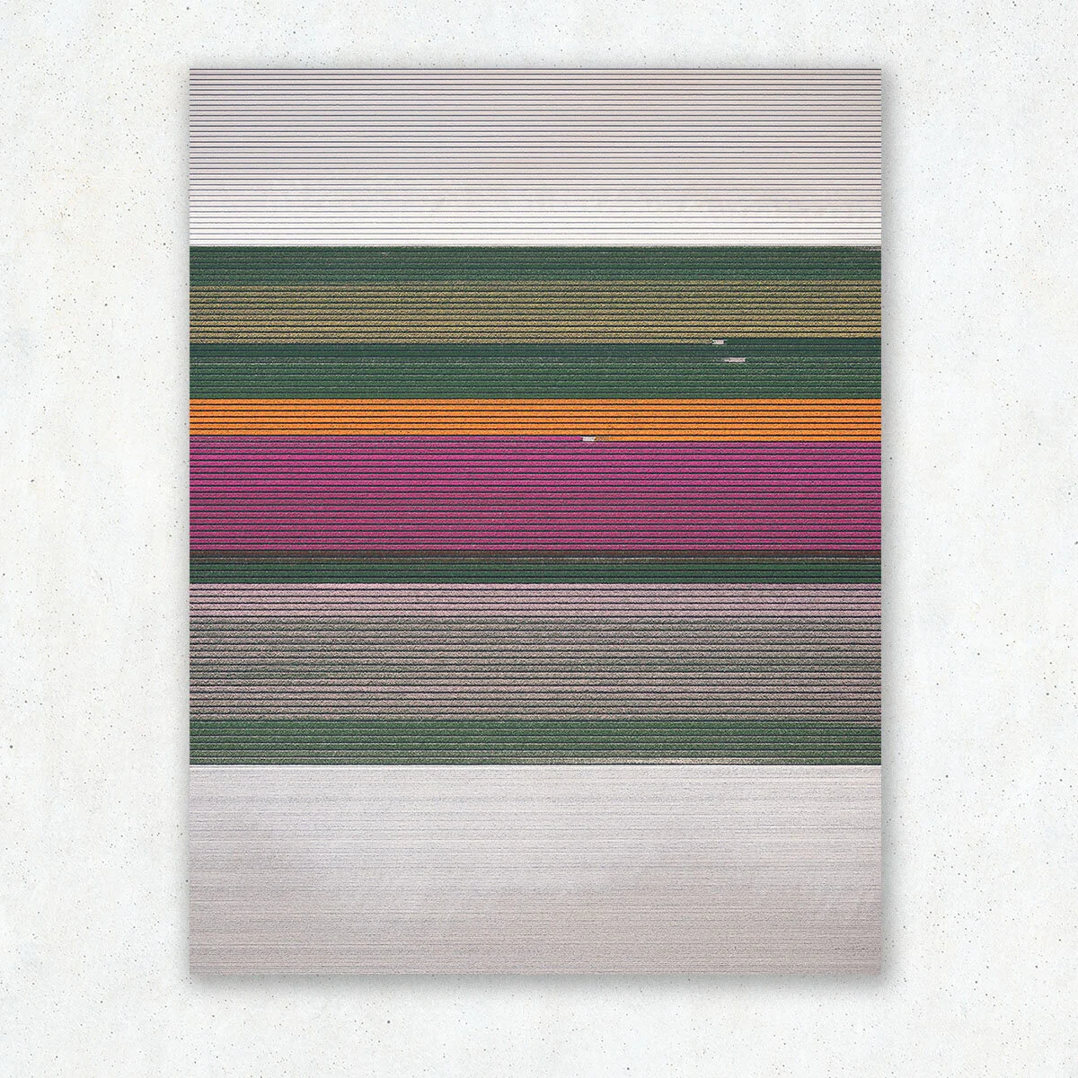Leveled-Tulips_1.jpg