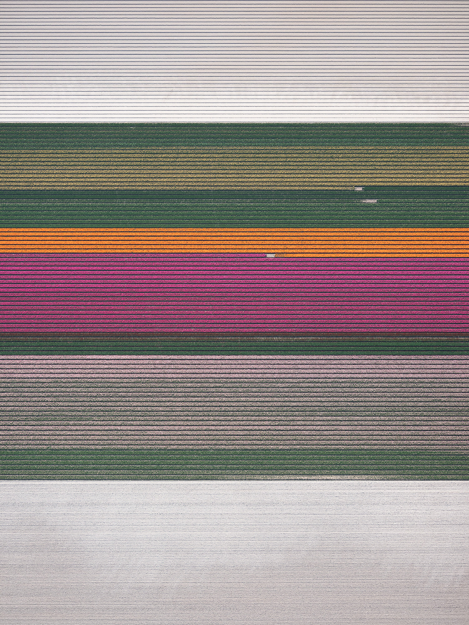 Leveled-Tulips_2.jpg