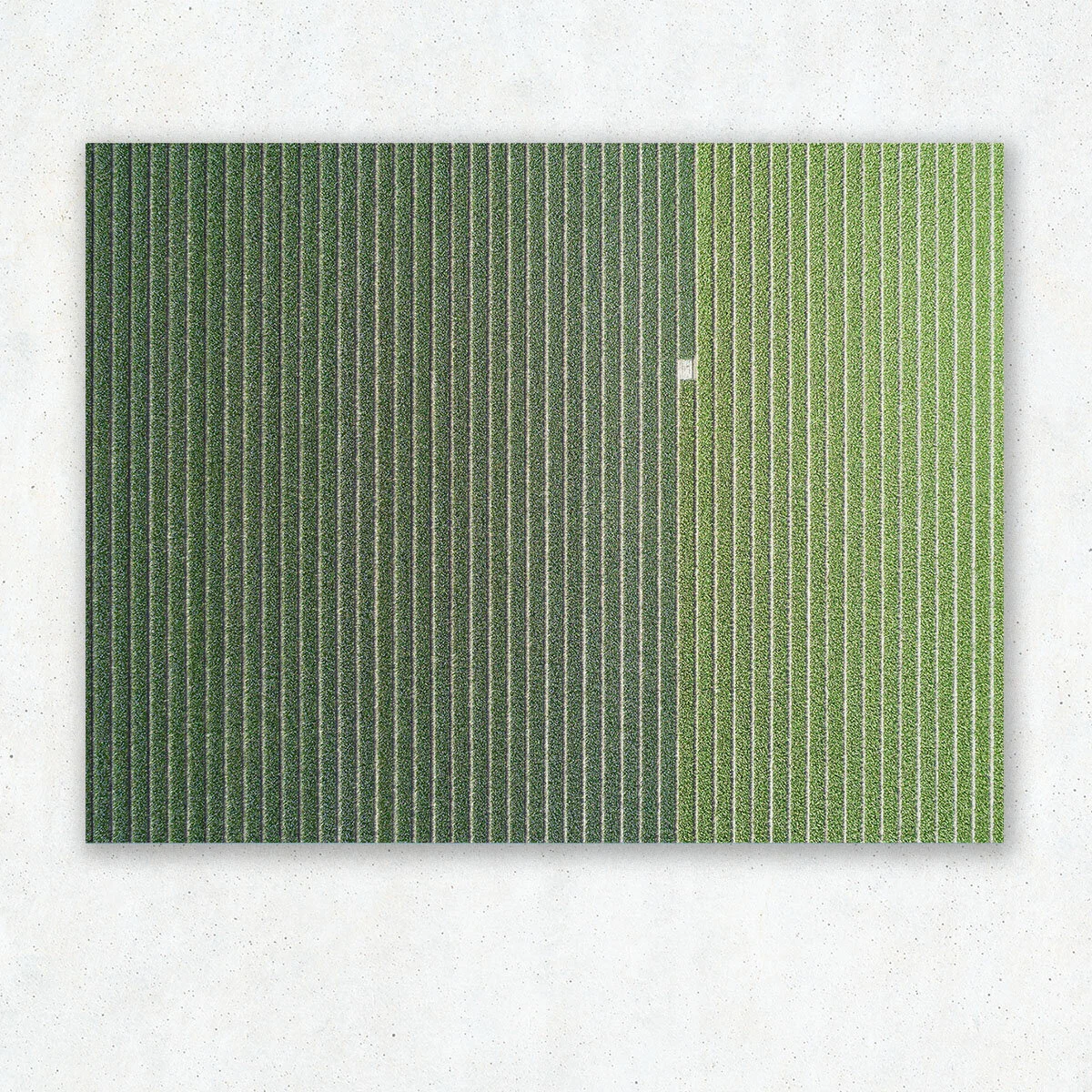 fields_2.jpg