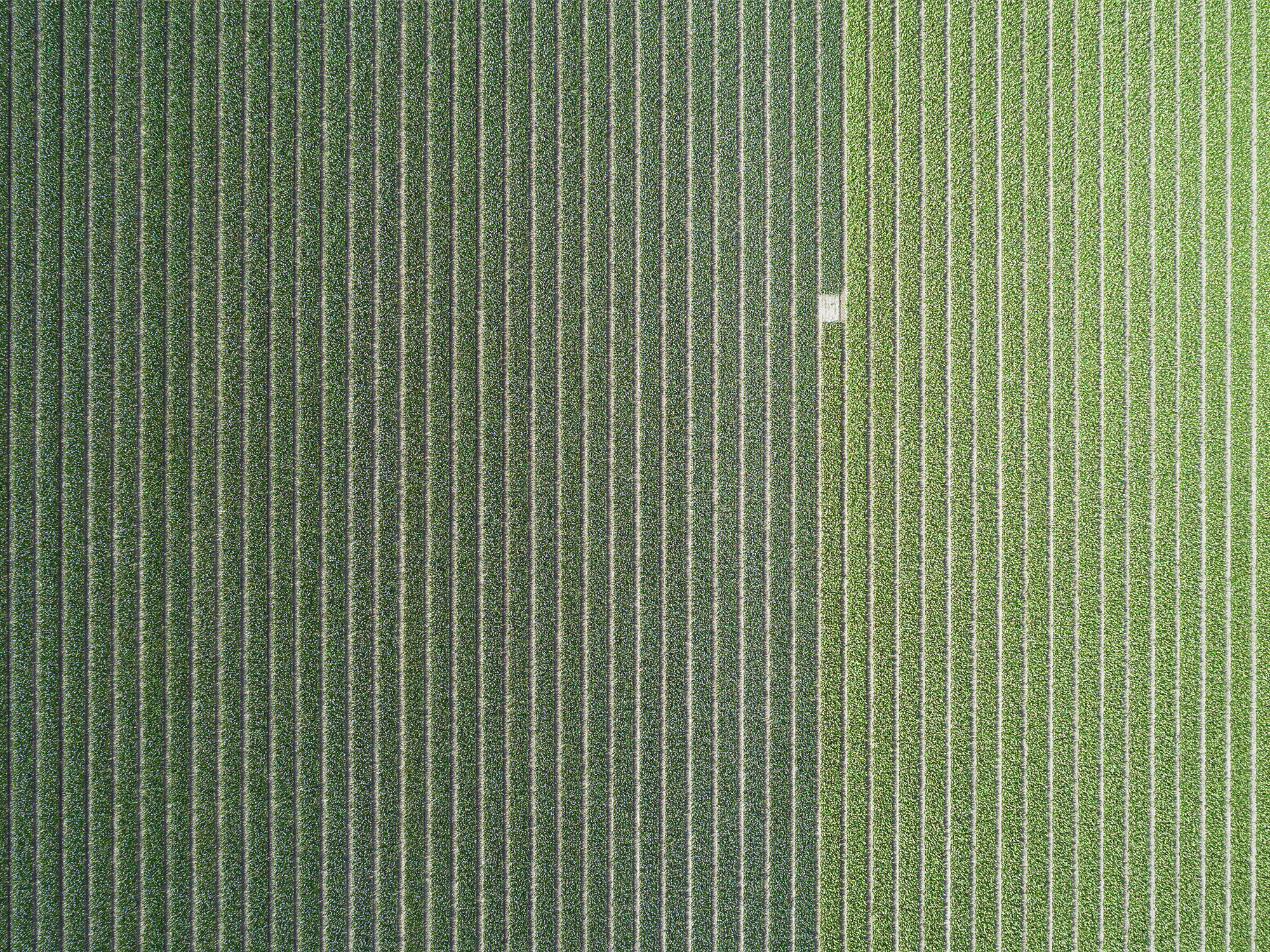 fields_1.jpg