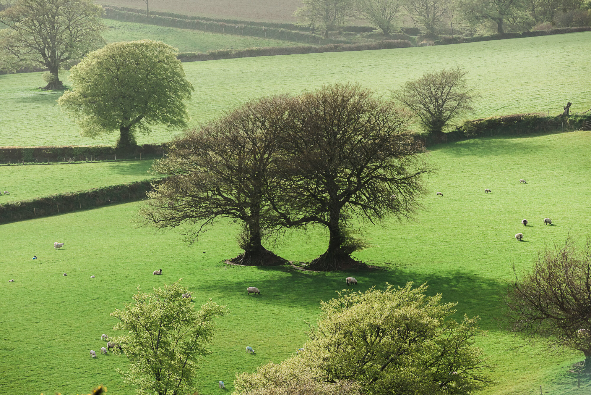 Exmoor Landscape and Nature Photography by Becky Rui