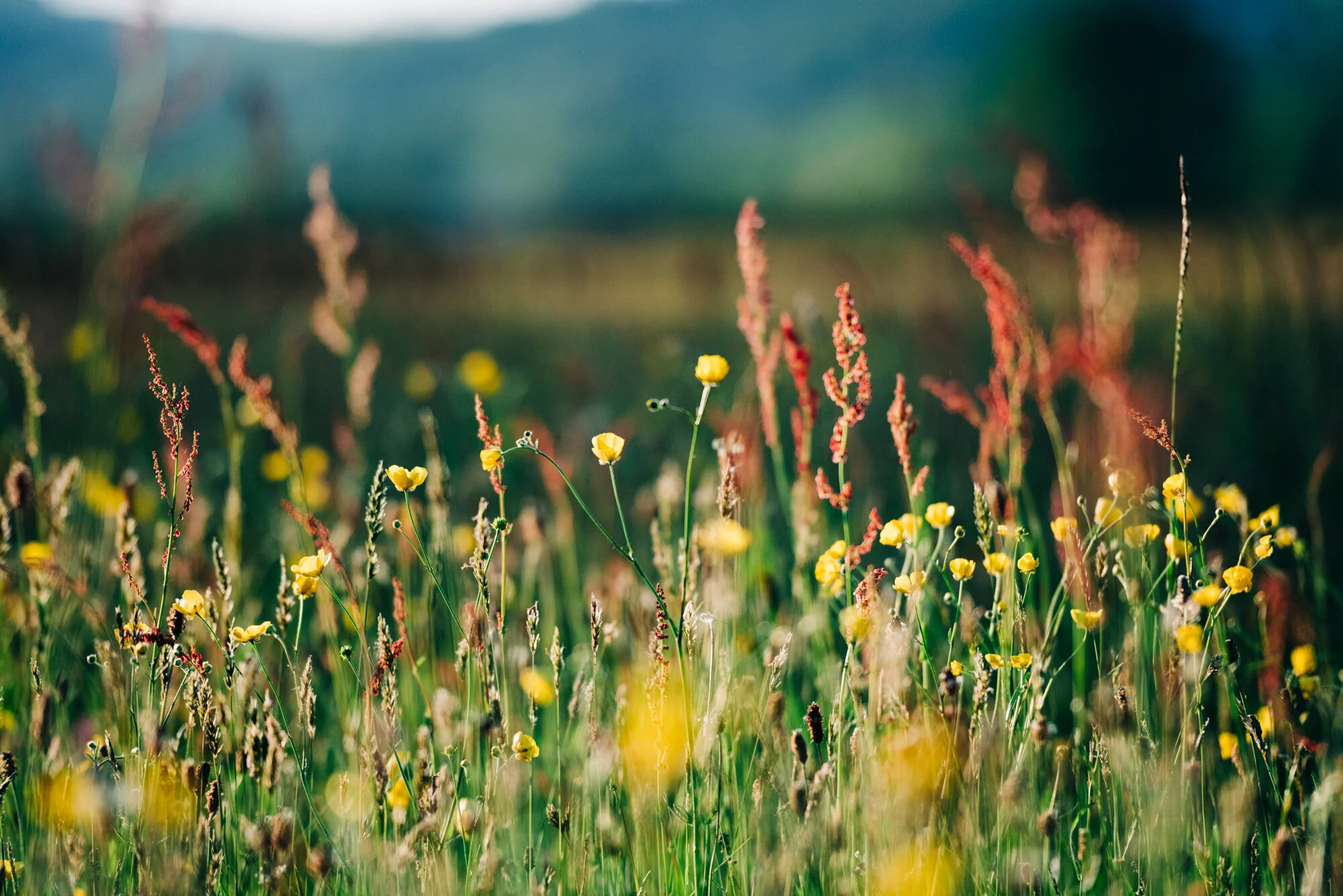 Wild flower meadow & the next Commit to Creativity Workshop!