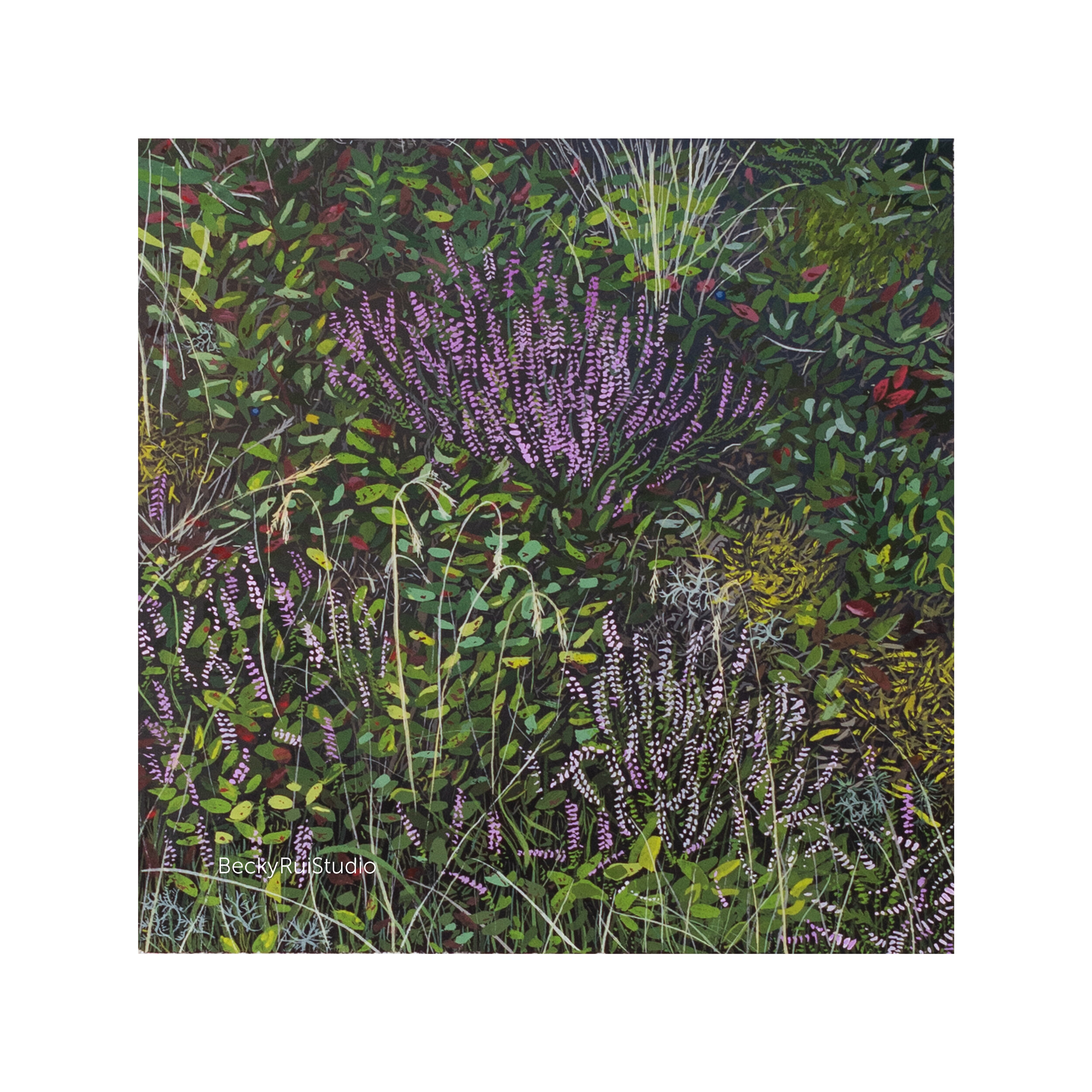 Exmoor Heather - Limited Edition Giclée Fine Art Print