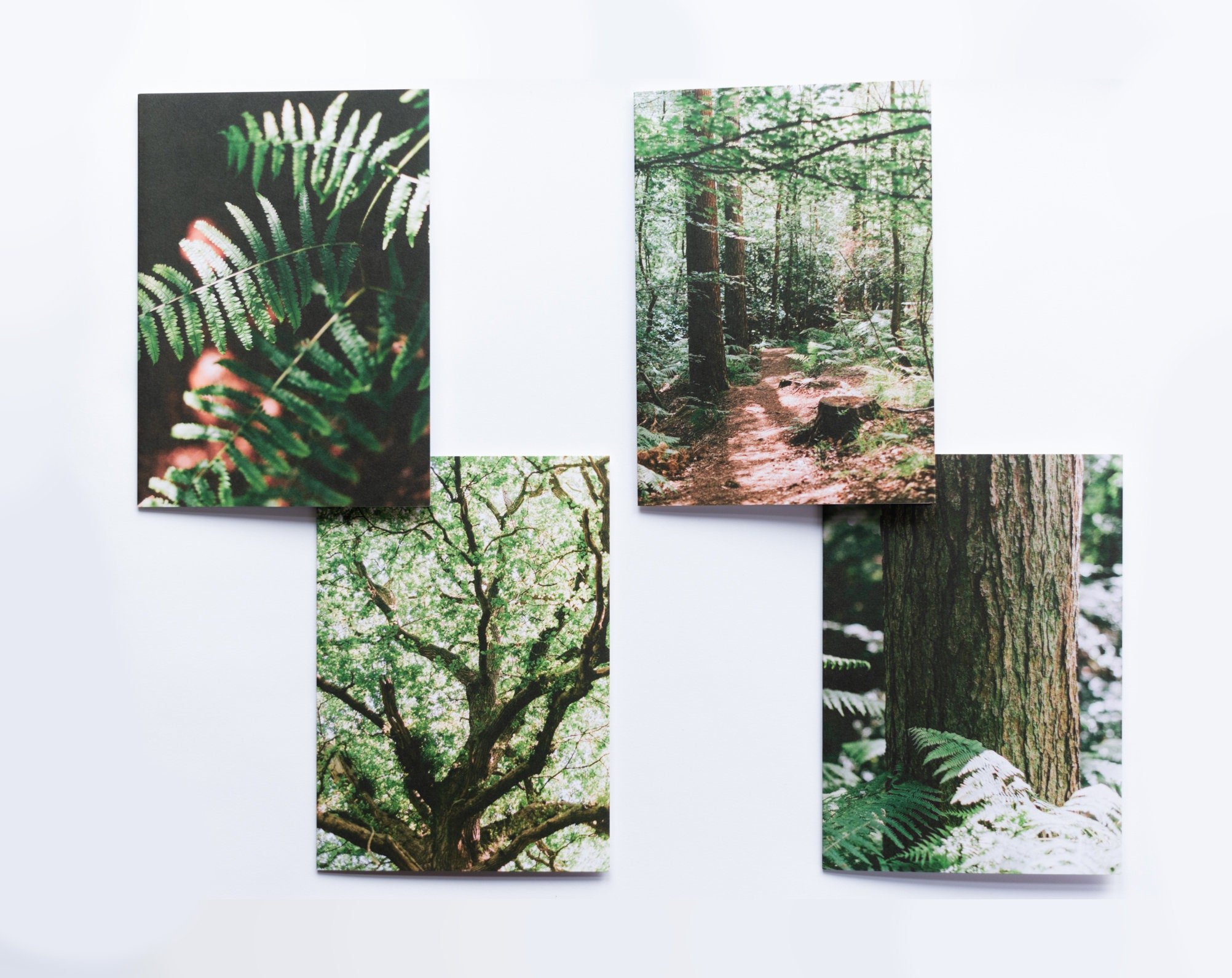 Pack of 4 - Woodland Greeting Cards - Ferns - Great Oak Tree - Forest Trail - Fir Trunk - Mossy Photographic
