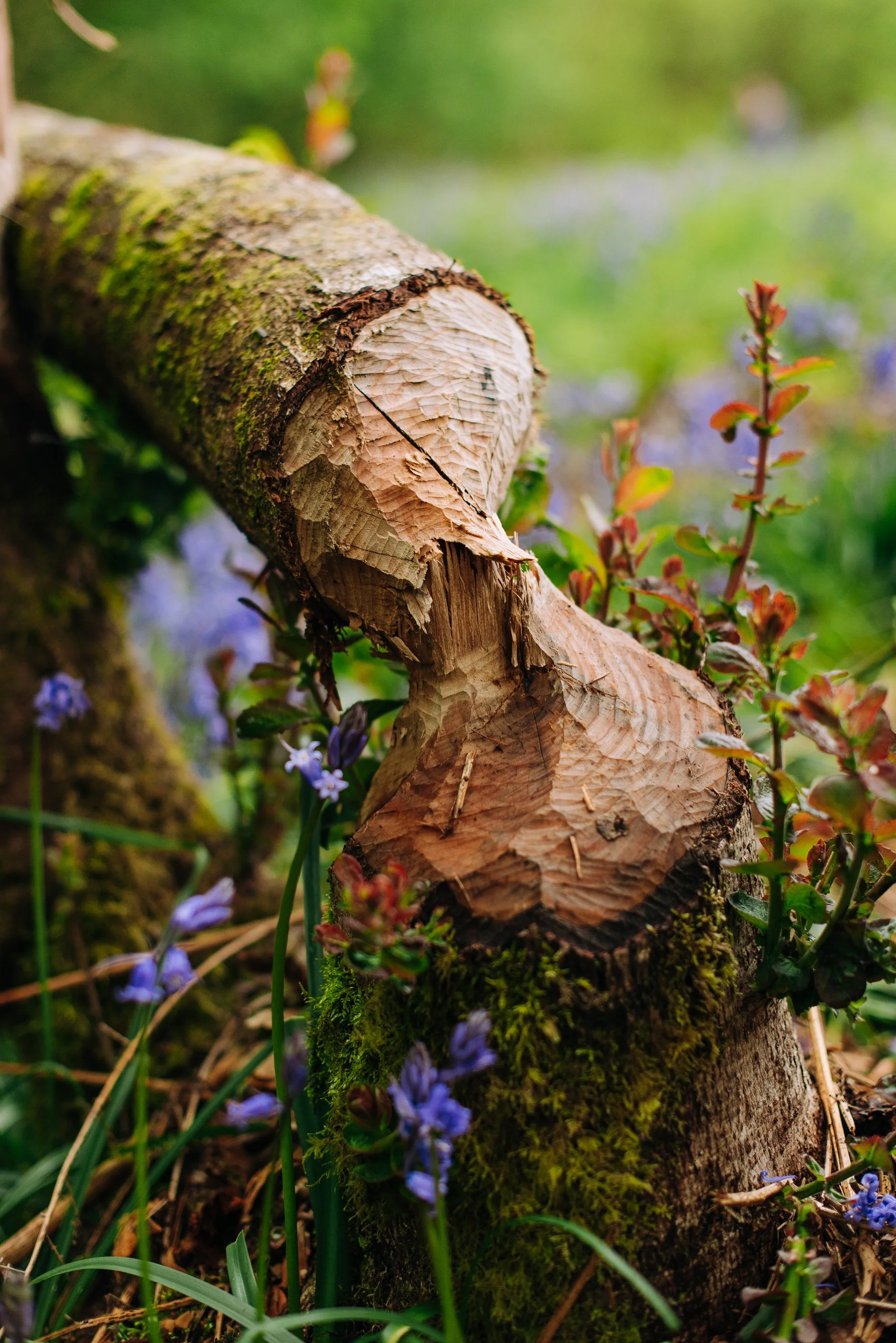 Rewilding journies | Photography at volunteer day | Moor Barton Wilding, Devon