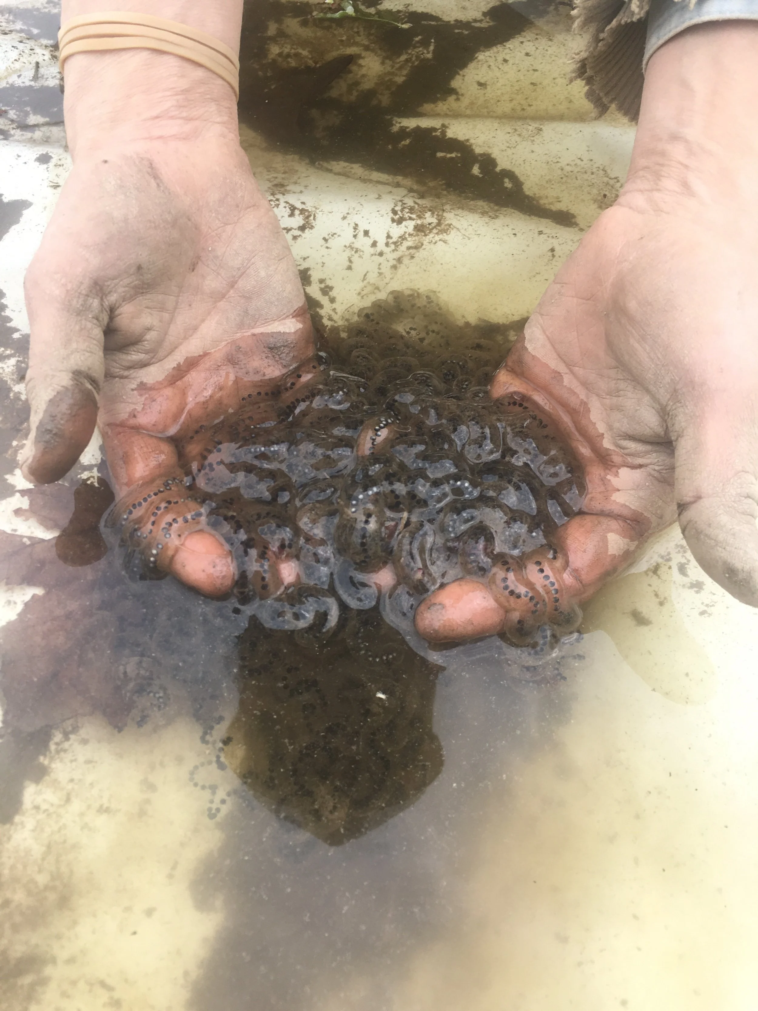 We’ve been finding lots of toad eggs in wet areas on the farm.