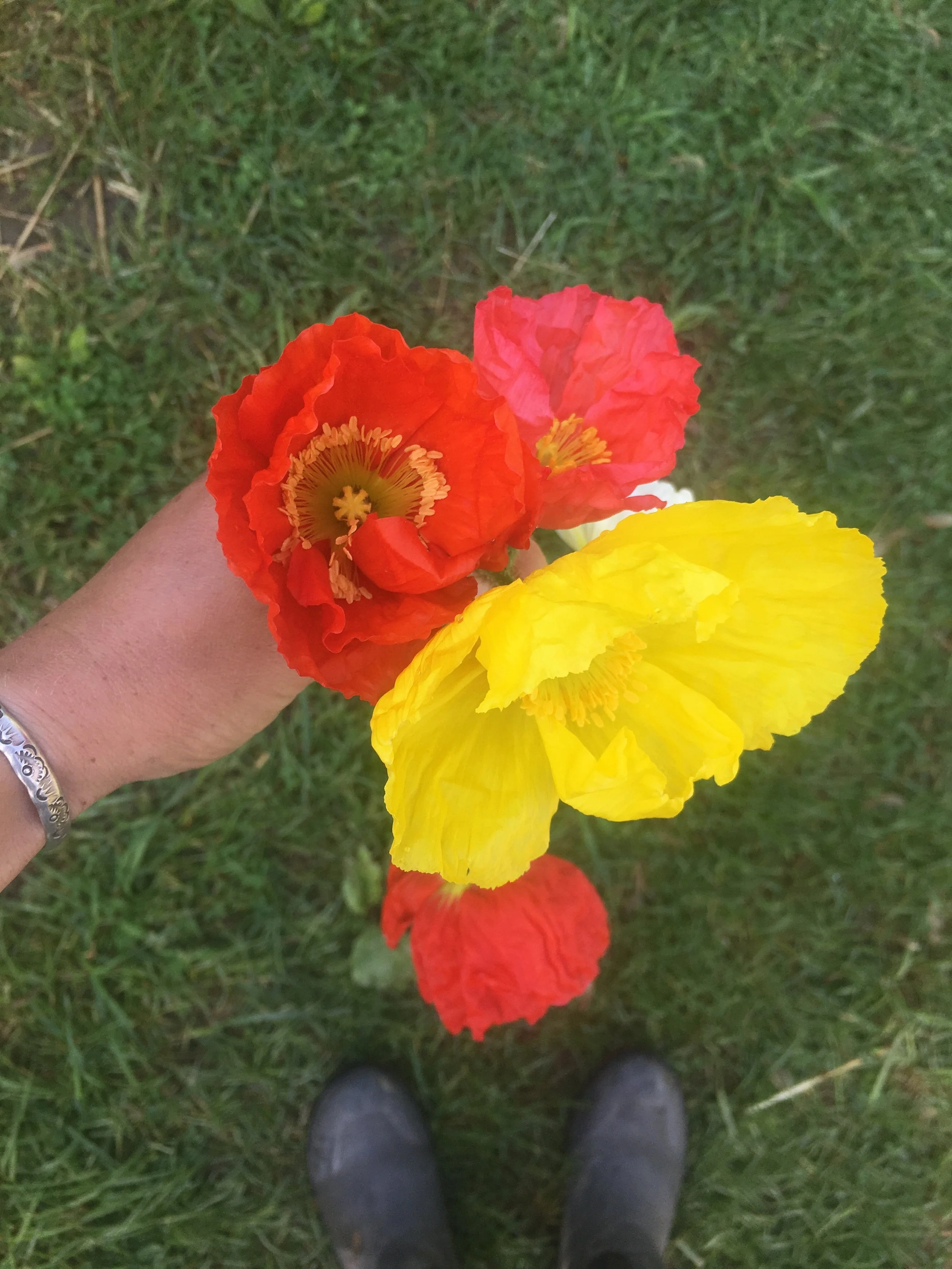 We can’t get enough of these poppies. These sunny blooms just exude joy.