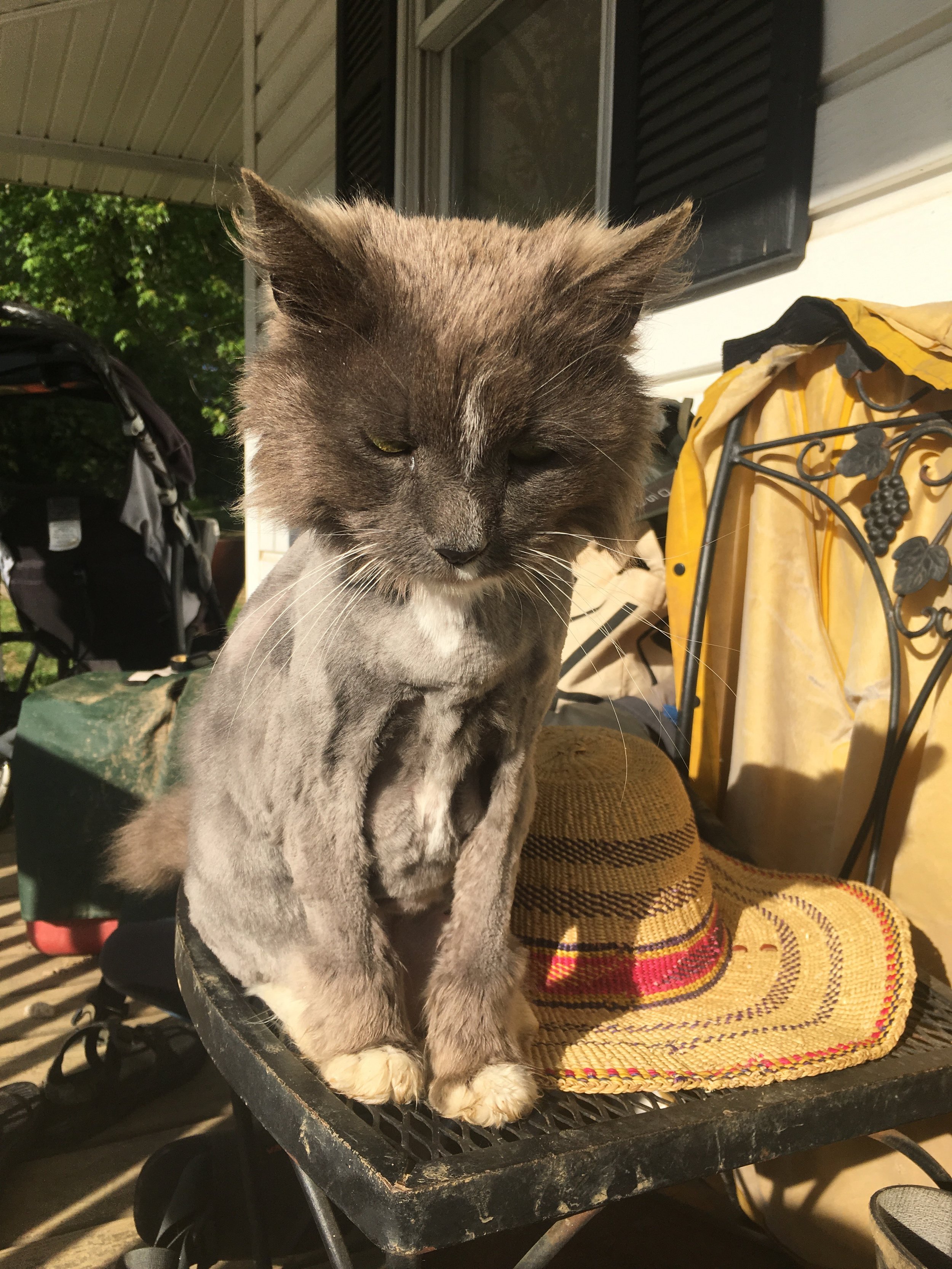 Our sweet farm cat, Gray, received her annual shave this week. She’s feeling great and ready for the summer heat!