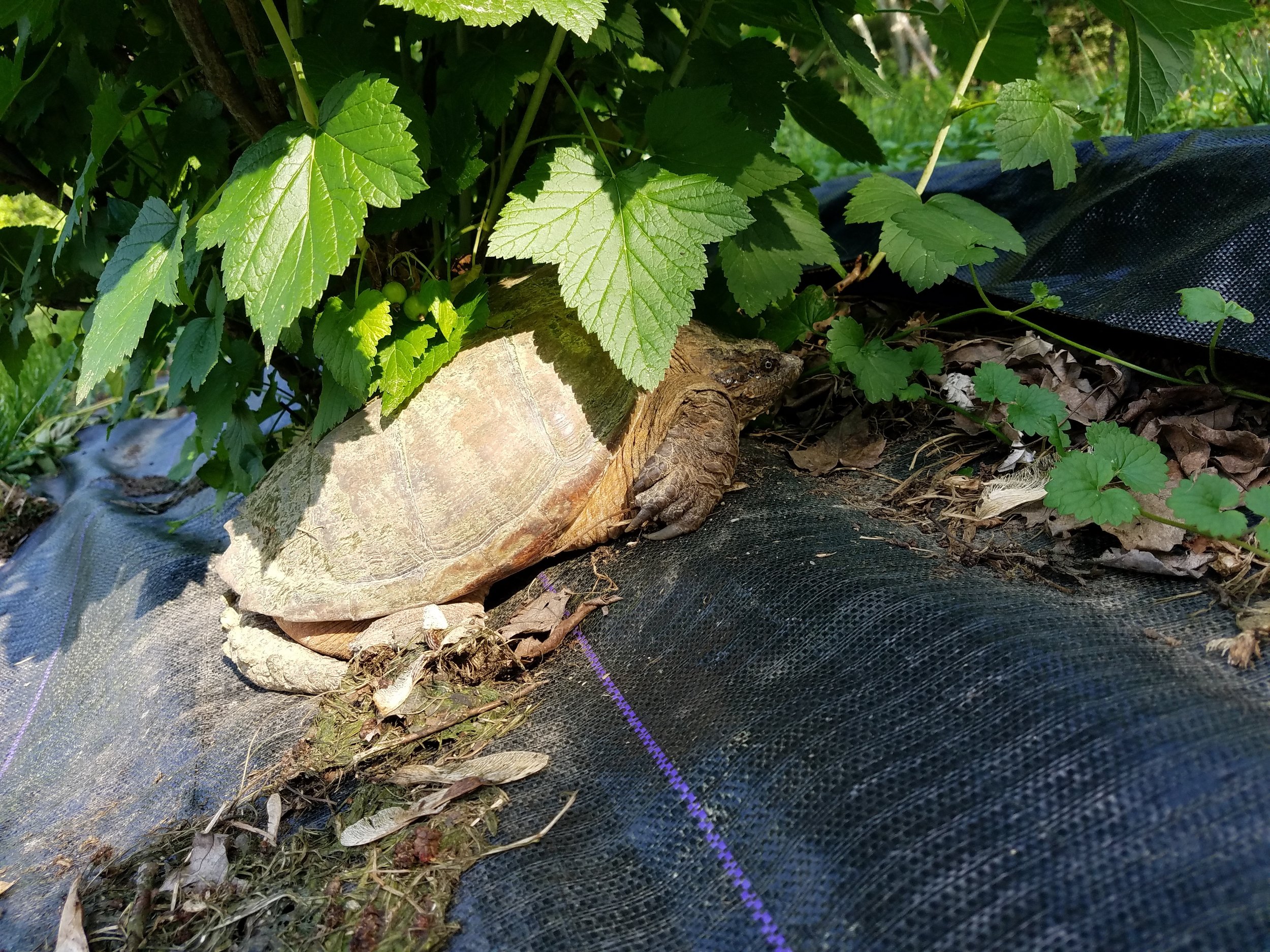 Our resident snapping turtle.