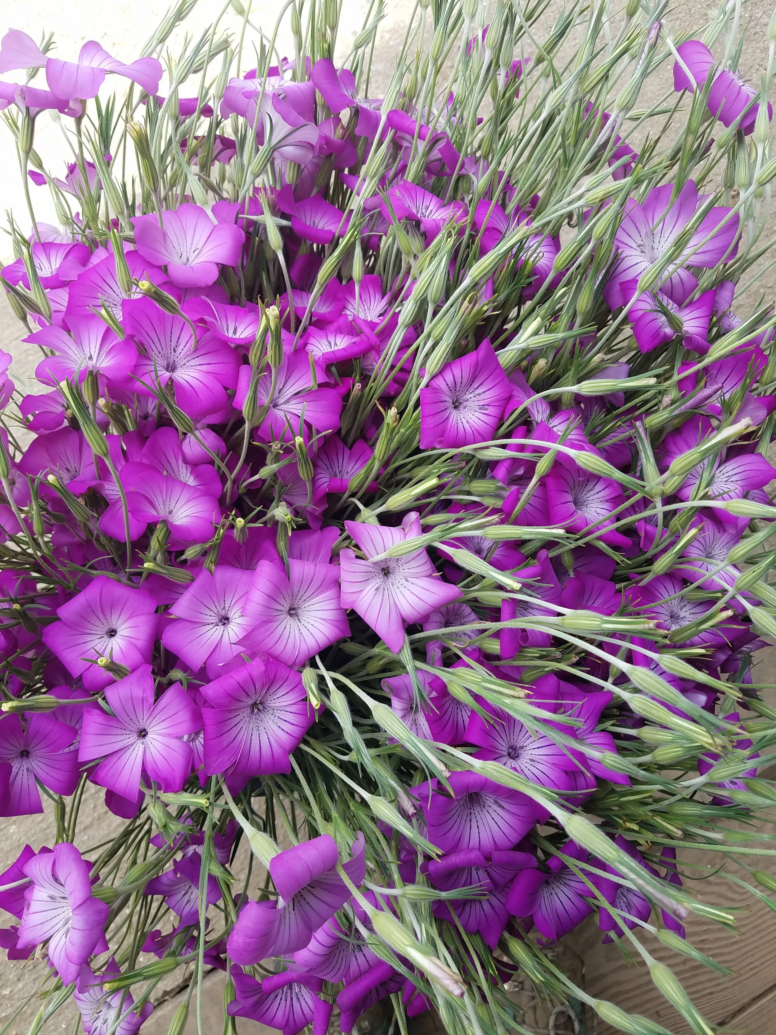 Agrostemma. A favorite flower of ours right now!