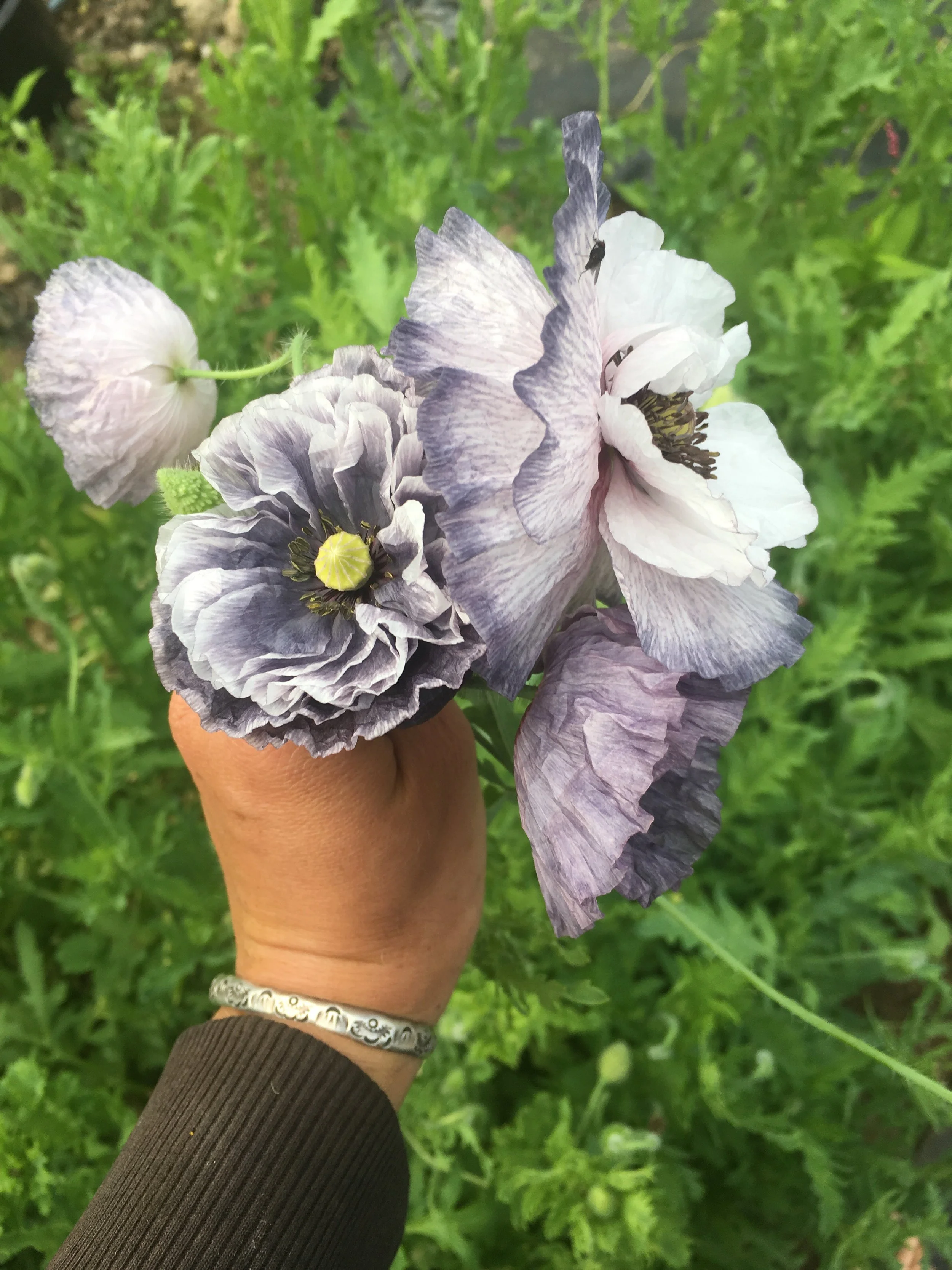 This is the first time we’ve grown these shirley poppies and we can’t get enough- they’re enough to bring tears to your eyes!
