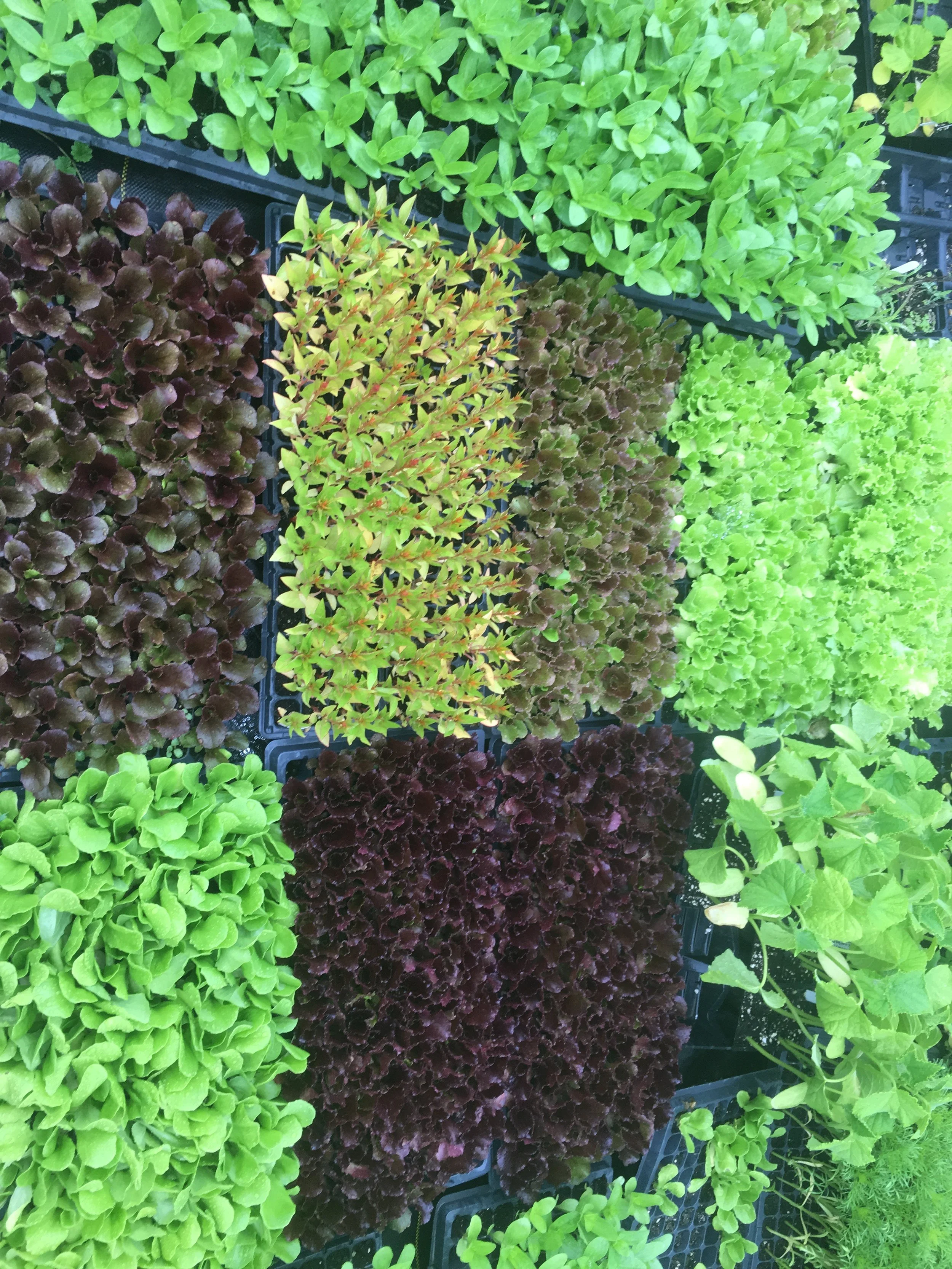 Healthy greens and flowers that went into the fields this week.