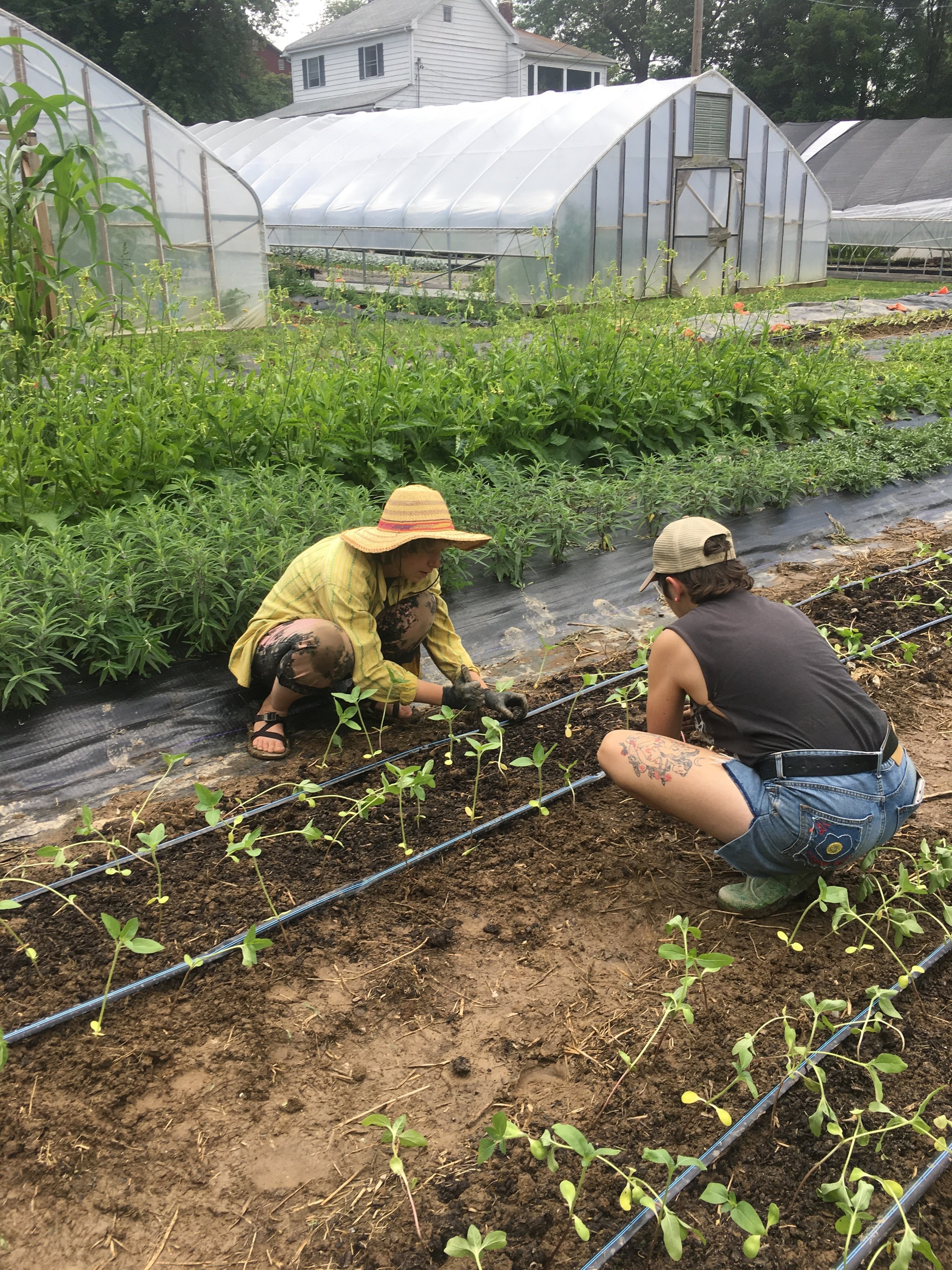 Planting sunflowers after a storm.