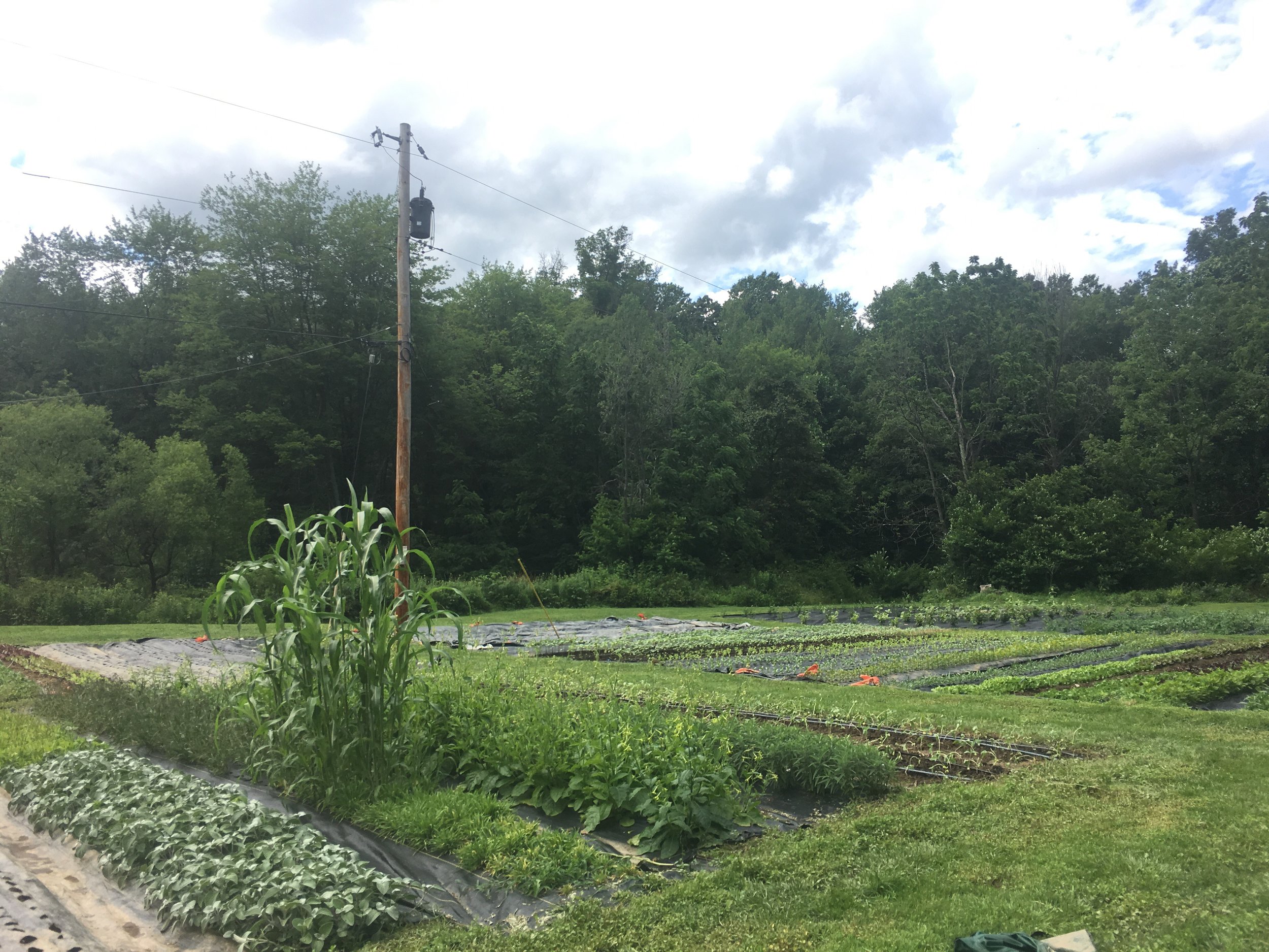 There’s so much happening in the fields right now! Including a mystery grass we planted that has rapidly outgrown everything around it.