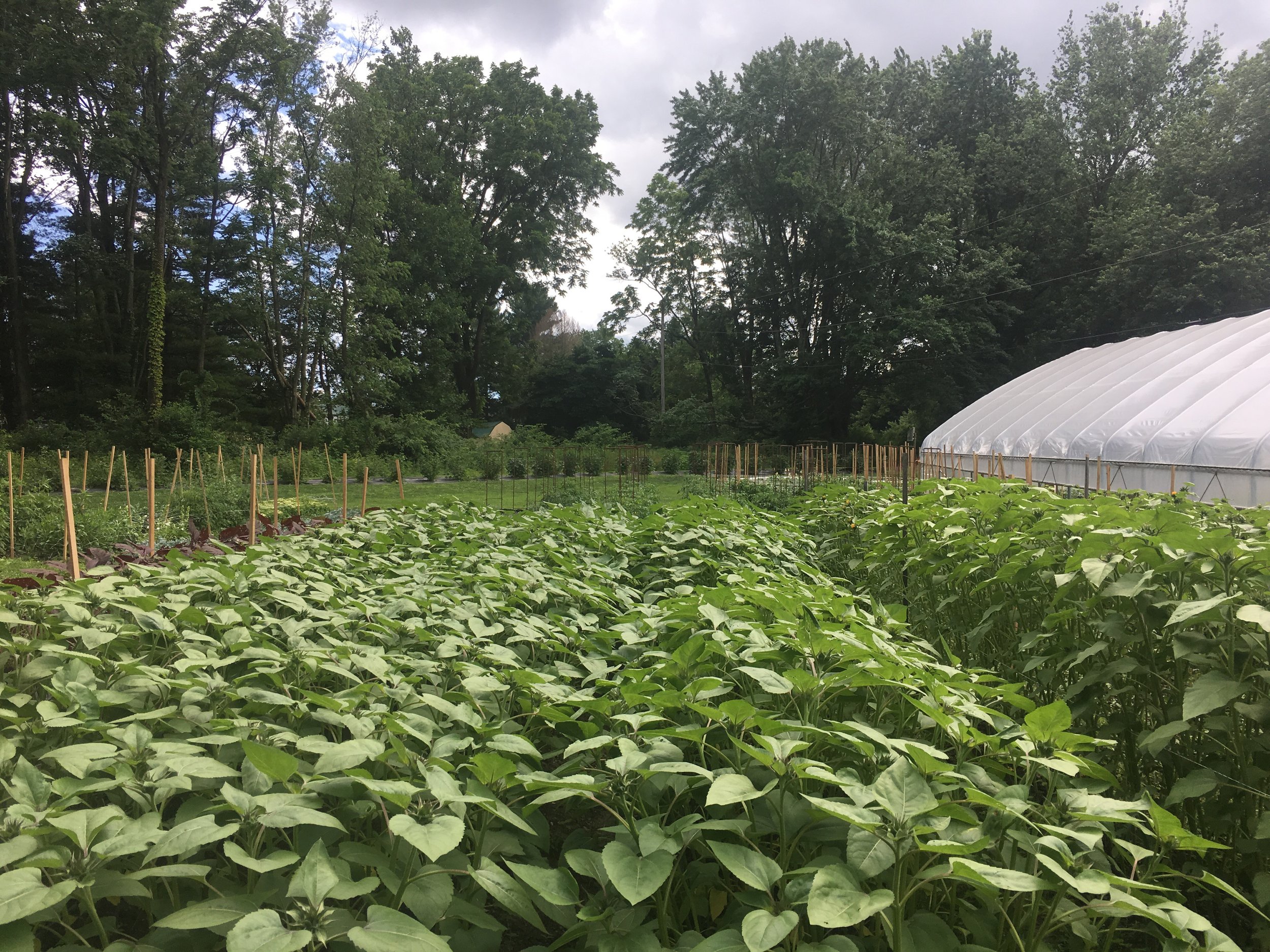 Looking out into a sea of sunflowers.