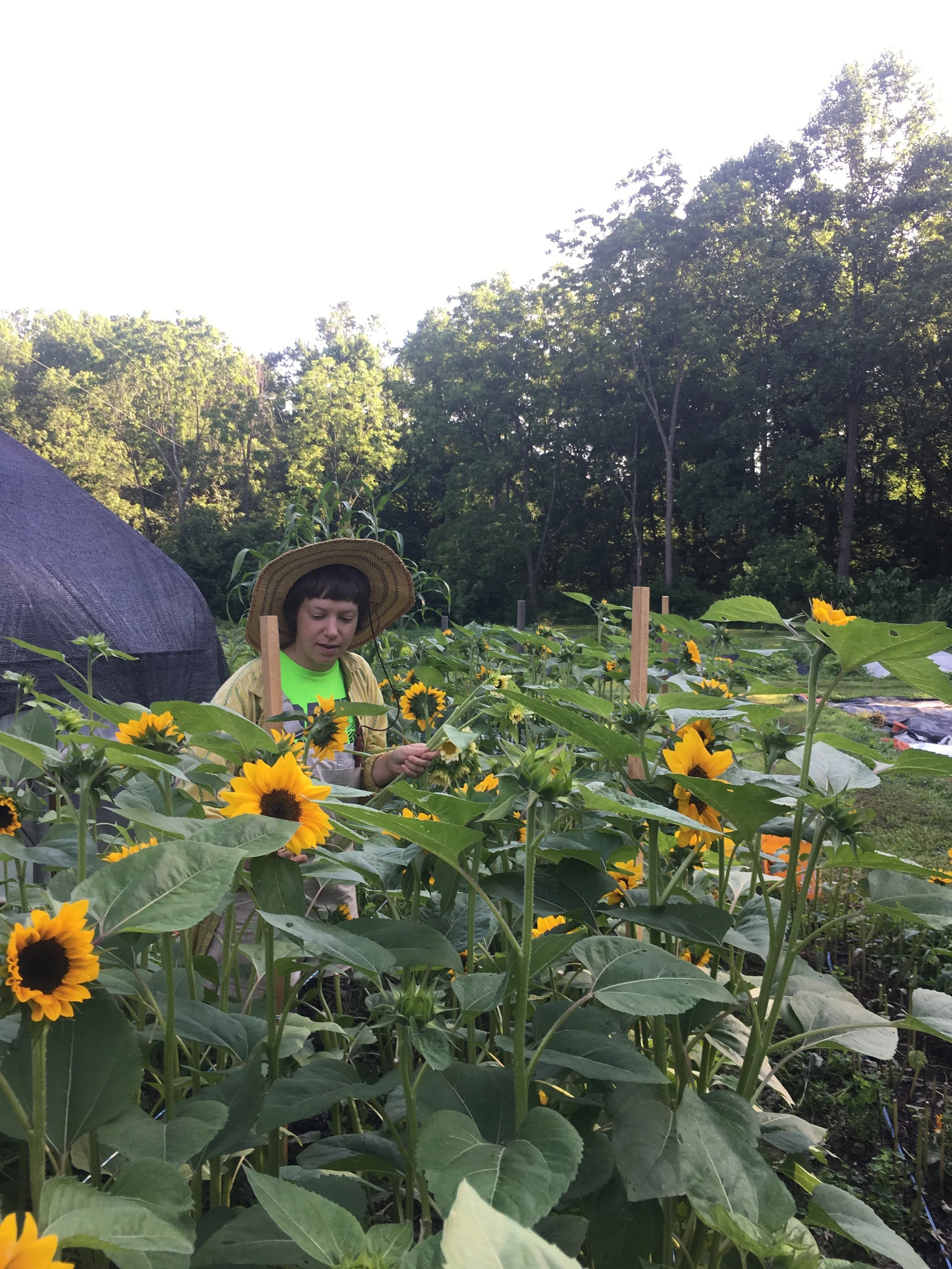 We’re drowning in sunflowers this week.