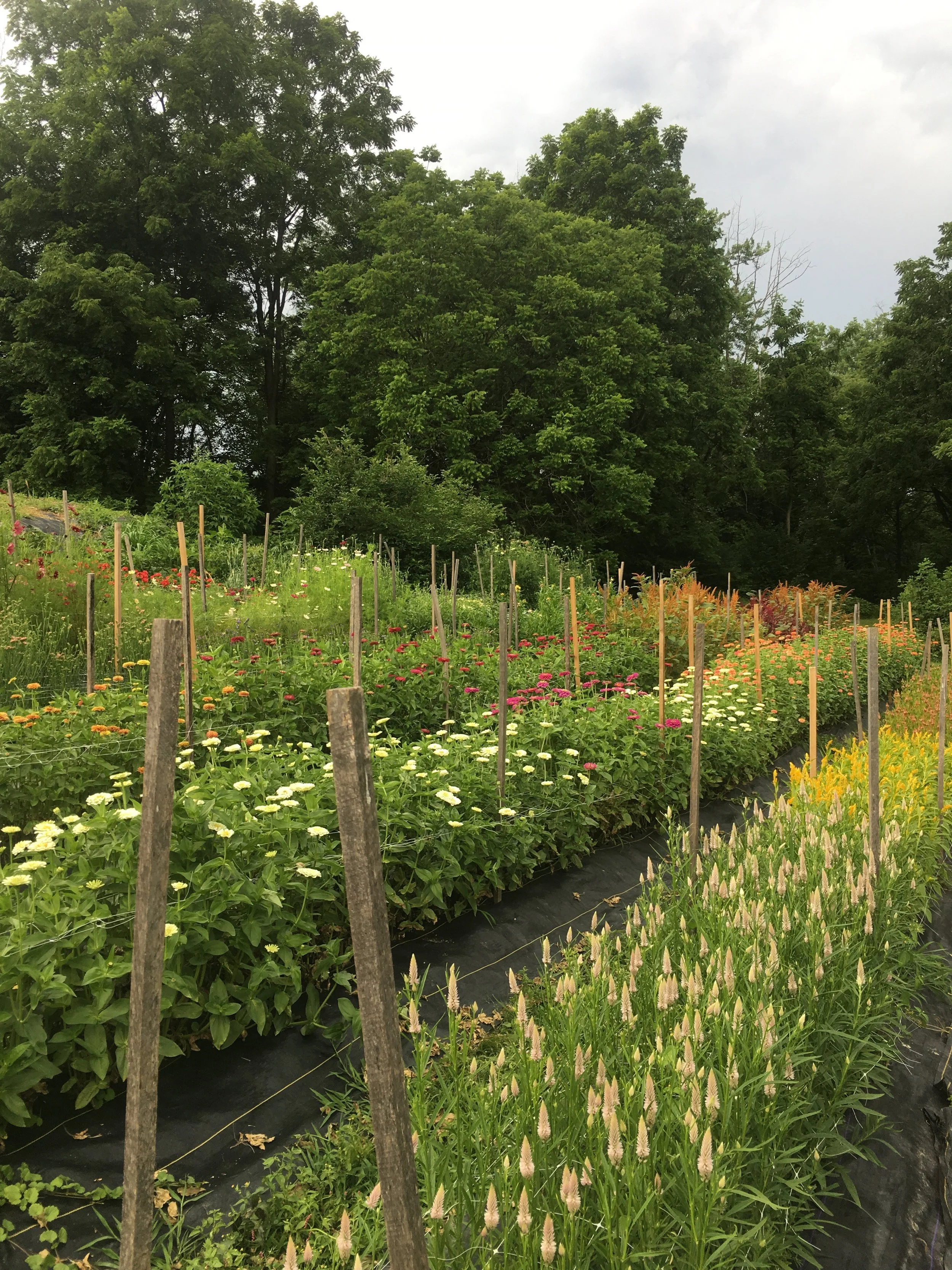 Our early summer blooms are now out in full force.