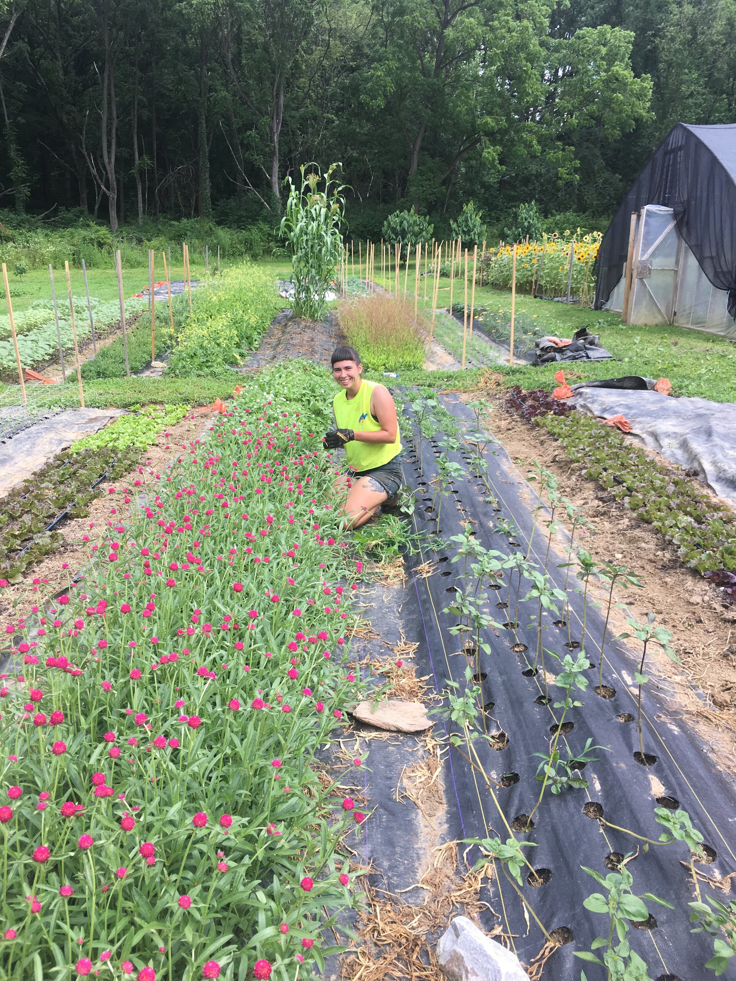 Kaiti stands out amongst our vibrant gomphrena