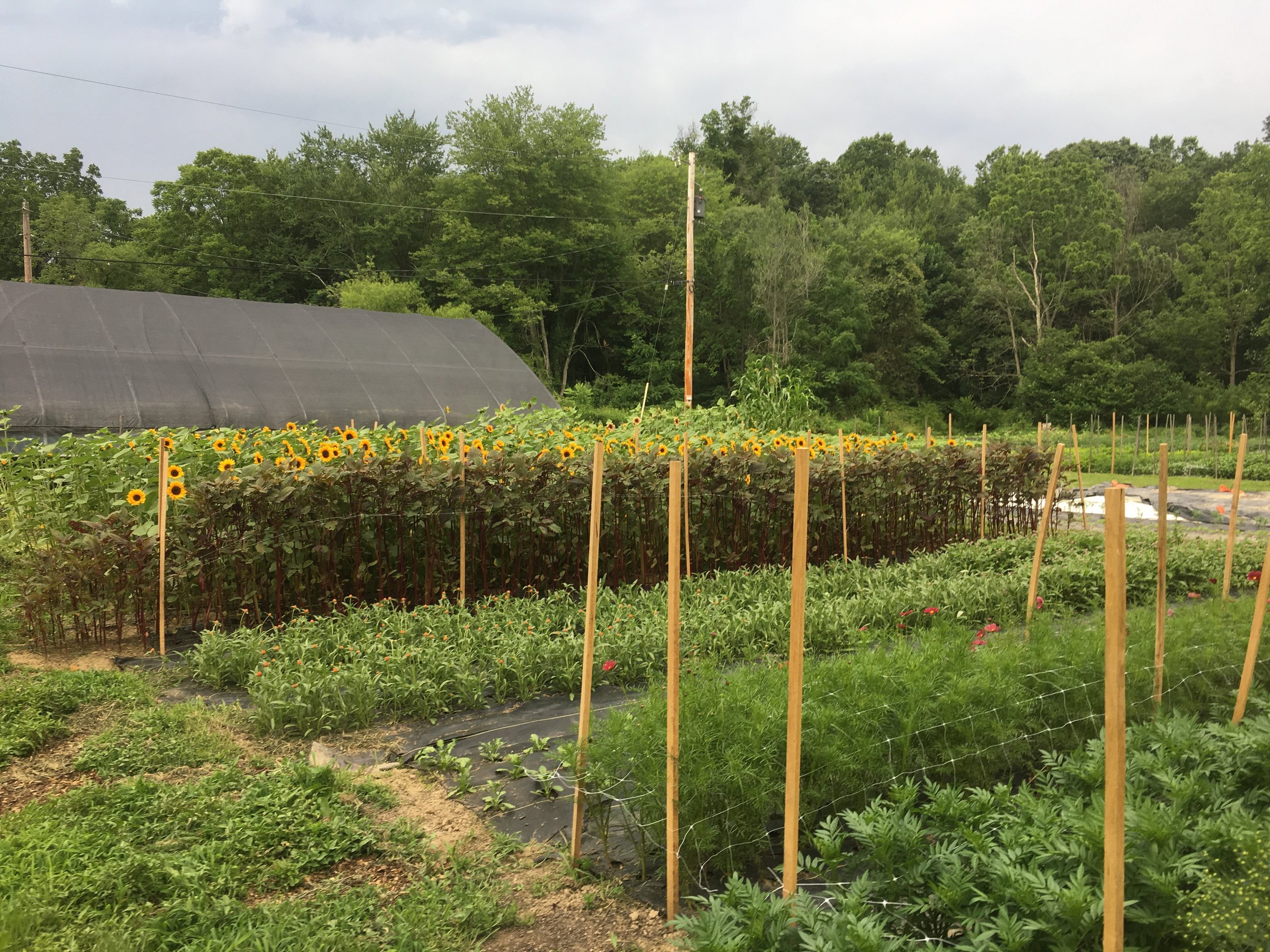 We mowed those sunflowers last week and replaced them with a buckwheat cover crop, but the rest of the blooms in this field are just beginning to shine!