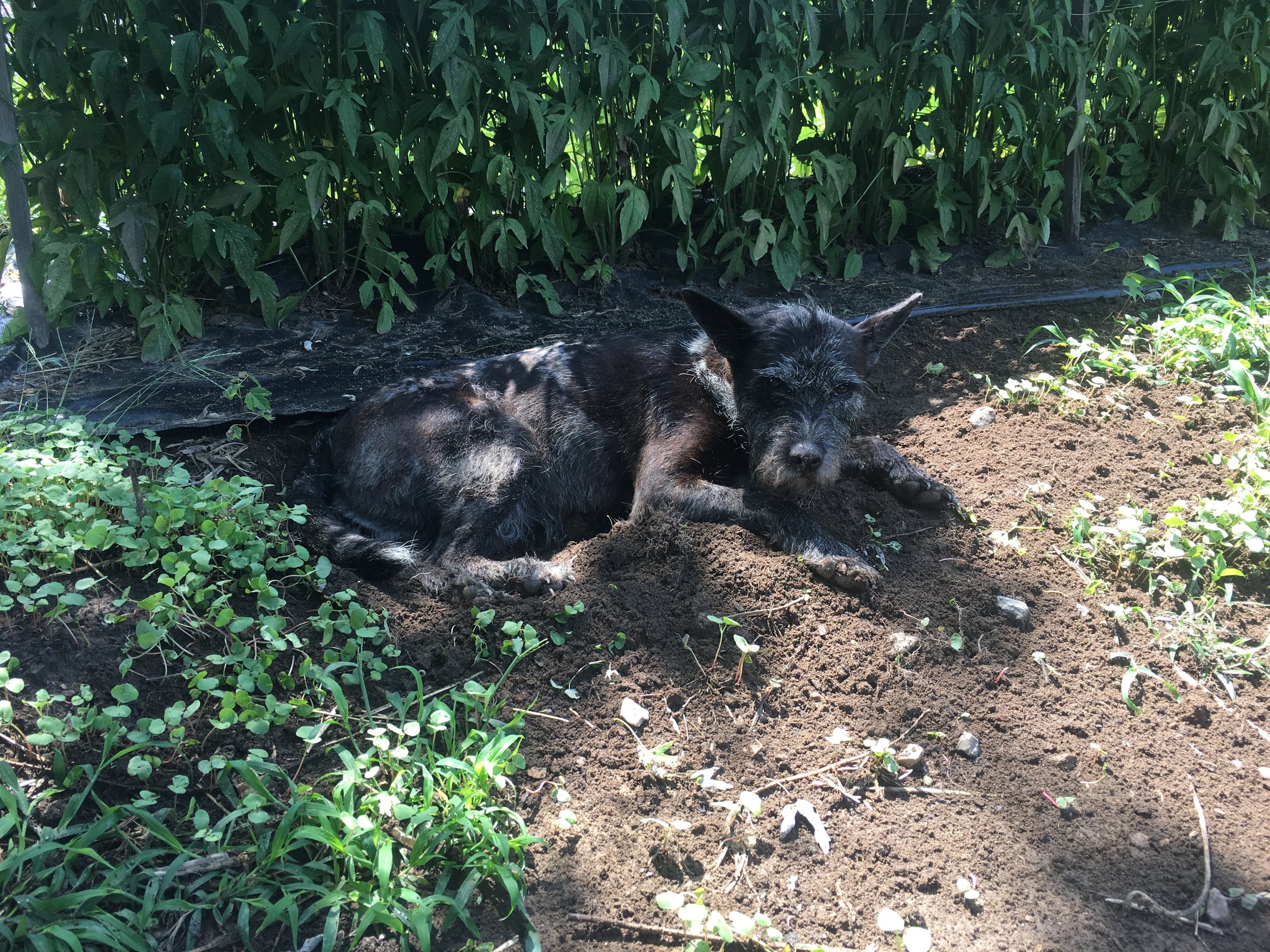 Iris knows how to beat the heat. Sometimes a dog’s life seems like the dream!