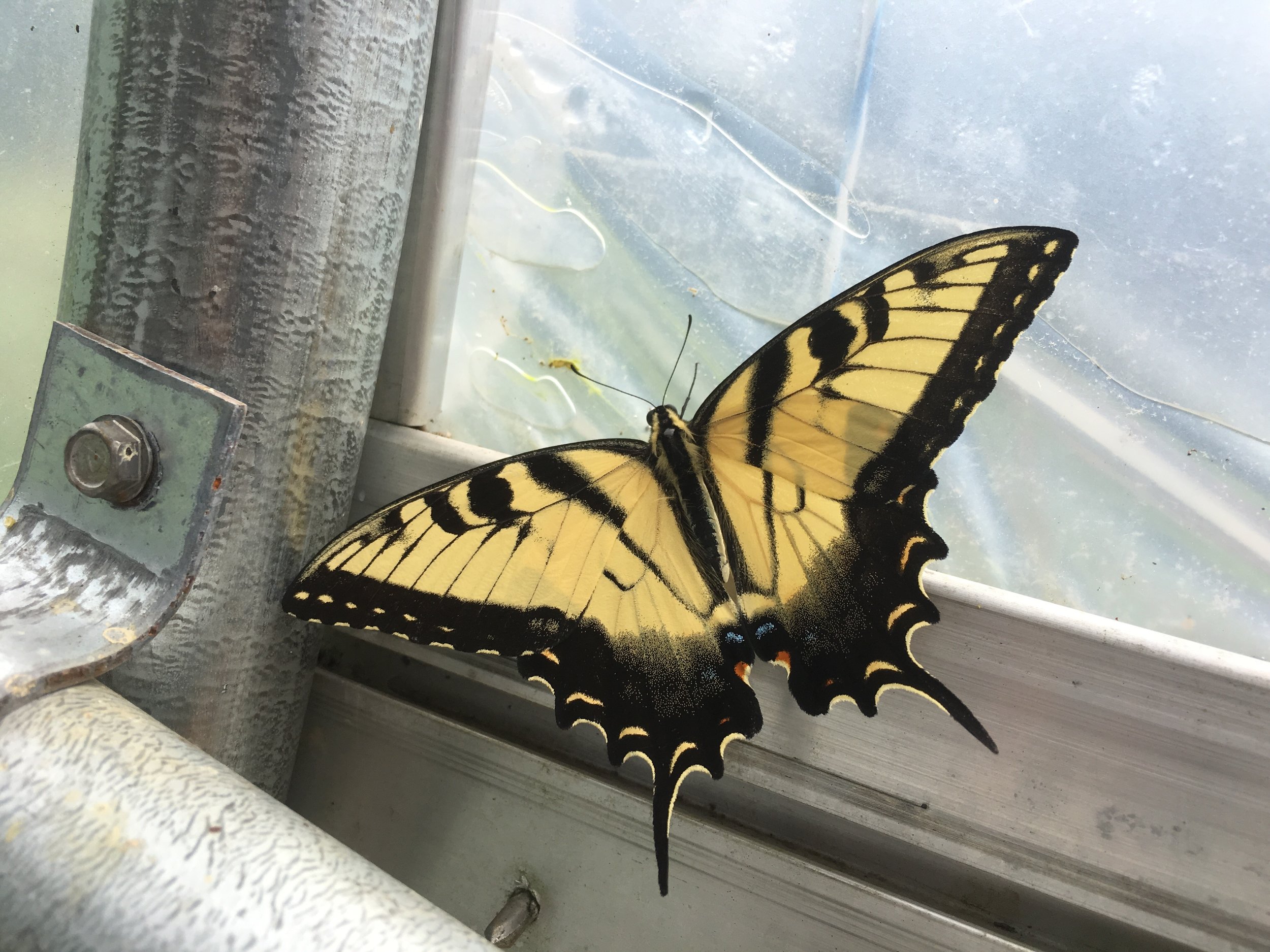 A swallowtail we saved from being trapped in the greenhouse
