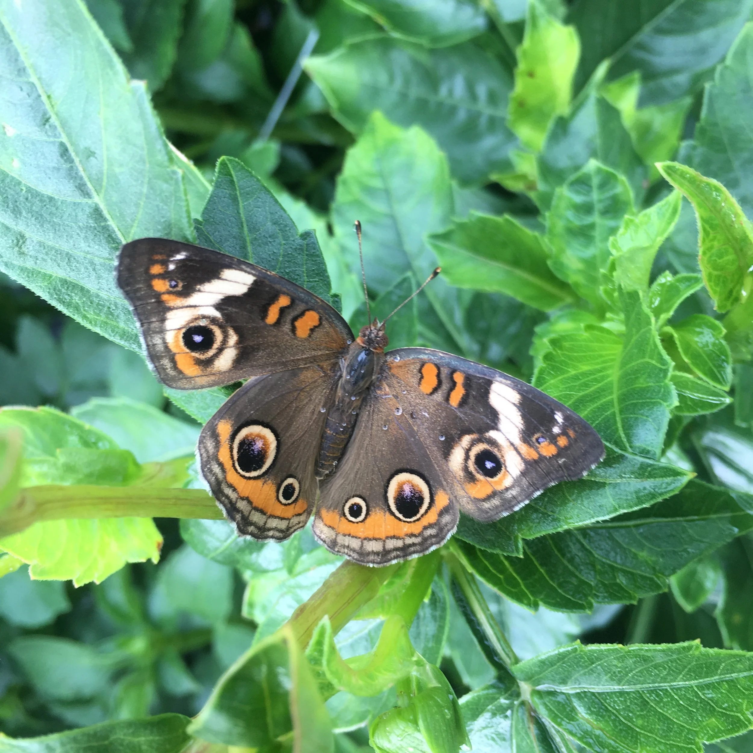 Buckeye in the dahlias